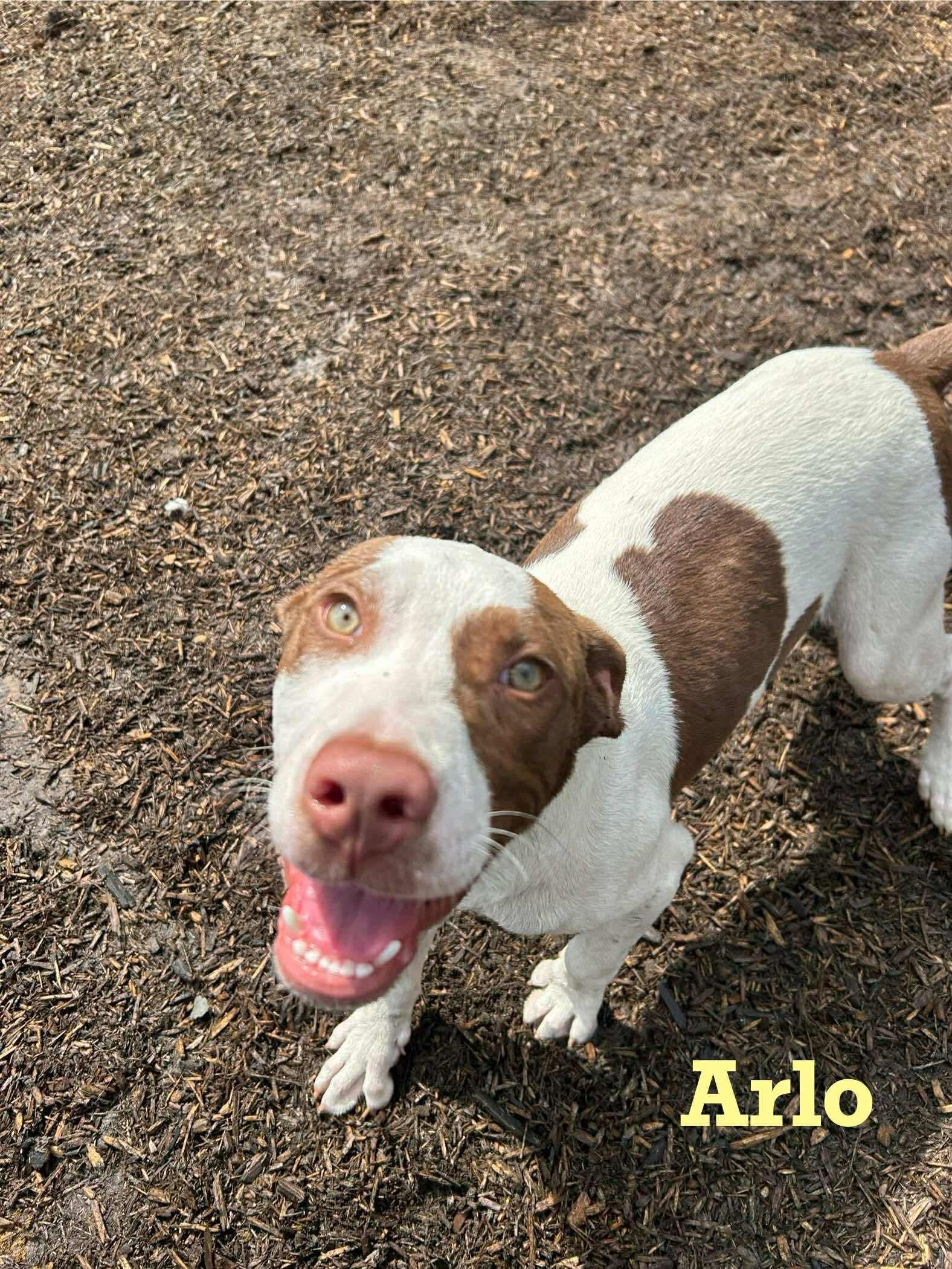 Arlo