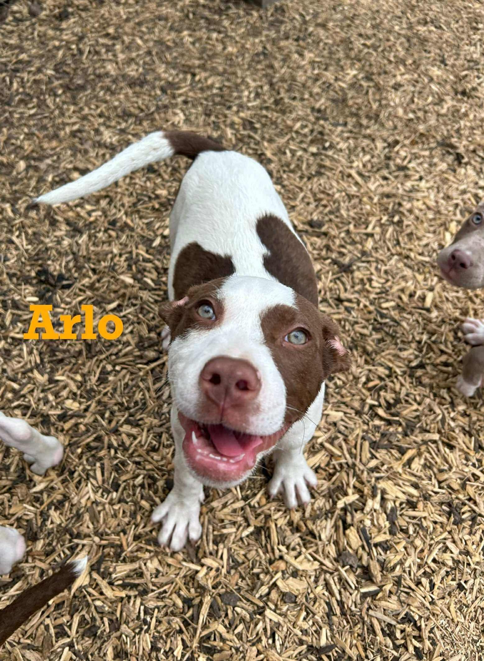 Arlo