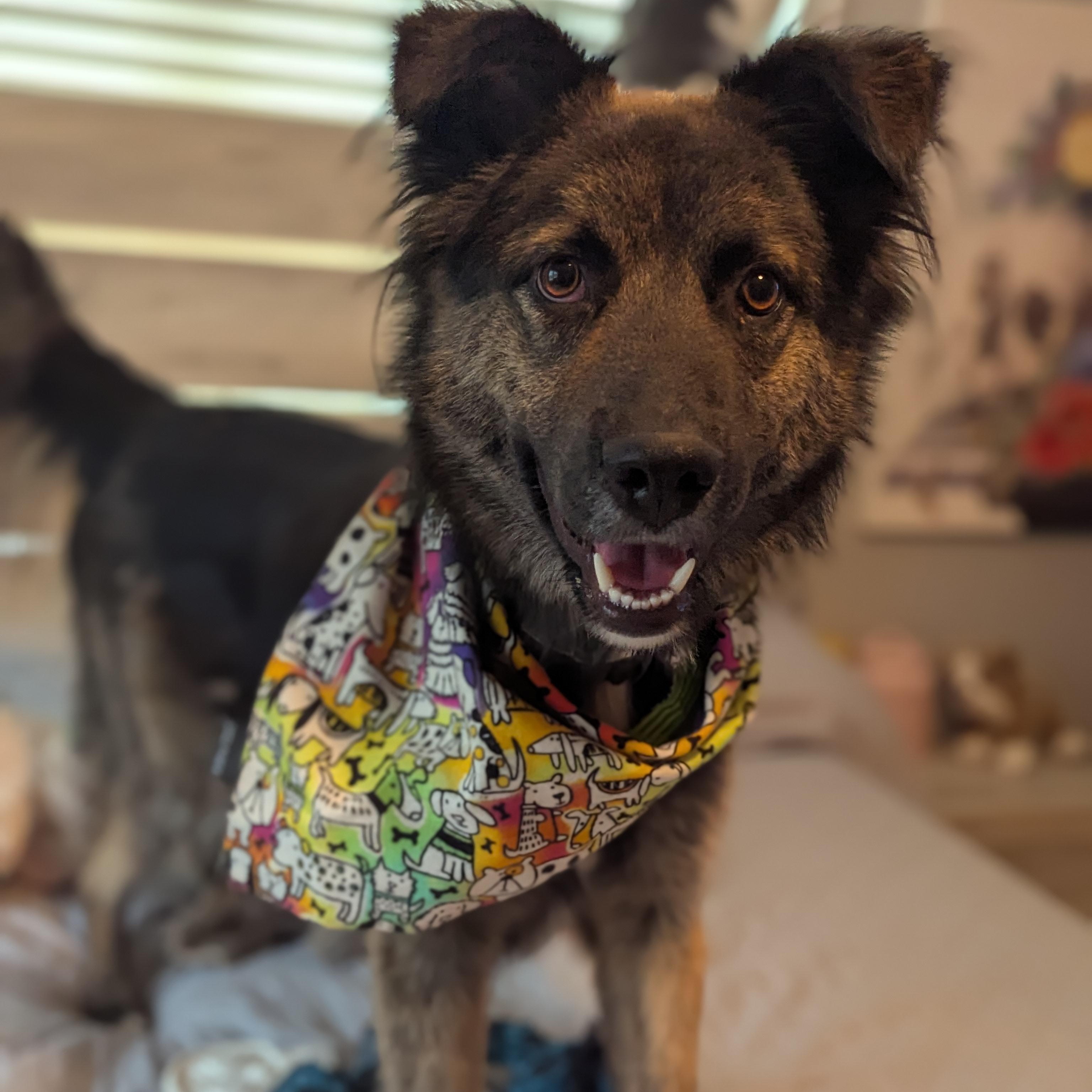 Rocko $150, Young Male unknown