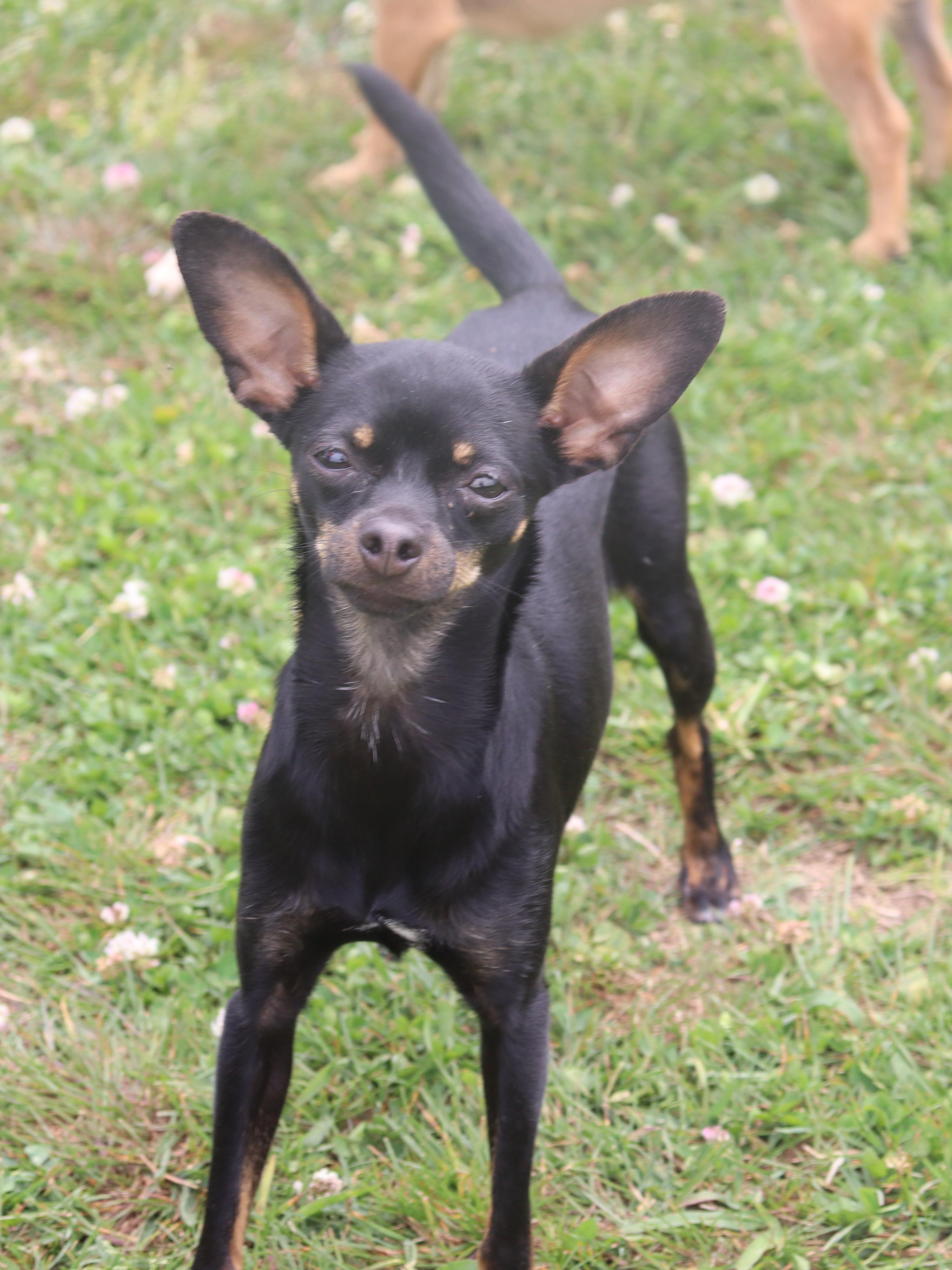 Harleequinn, Adoptable, Puppy Female Chihuahua.