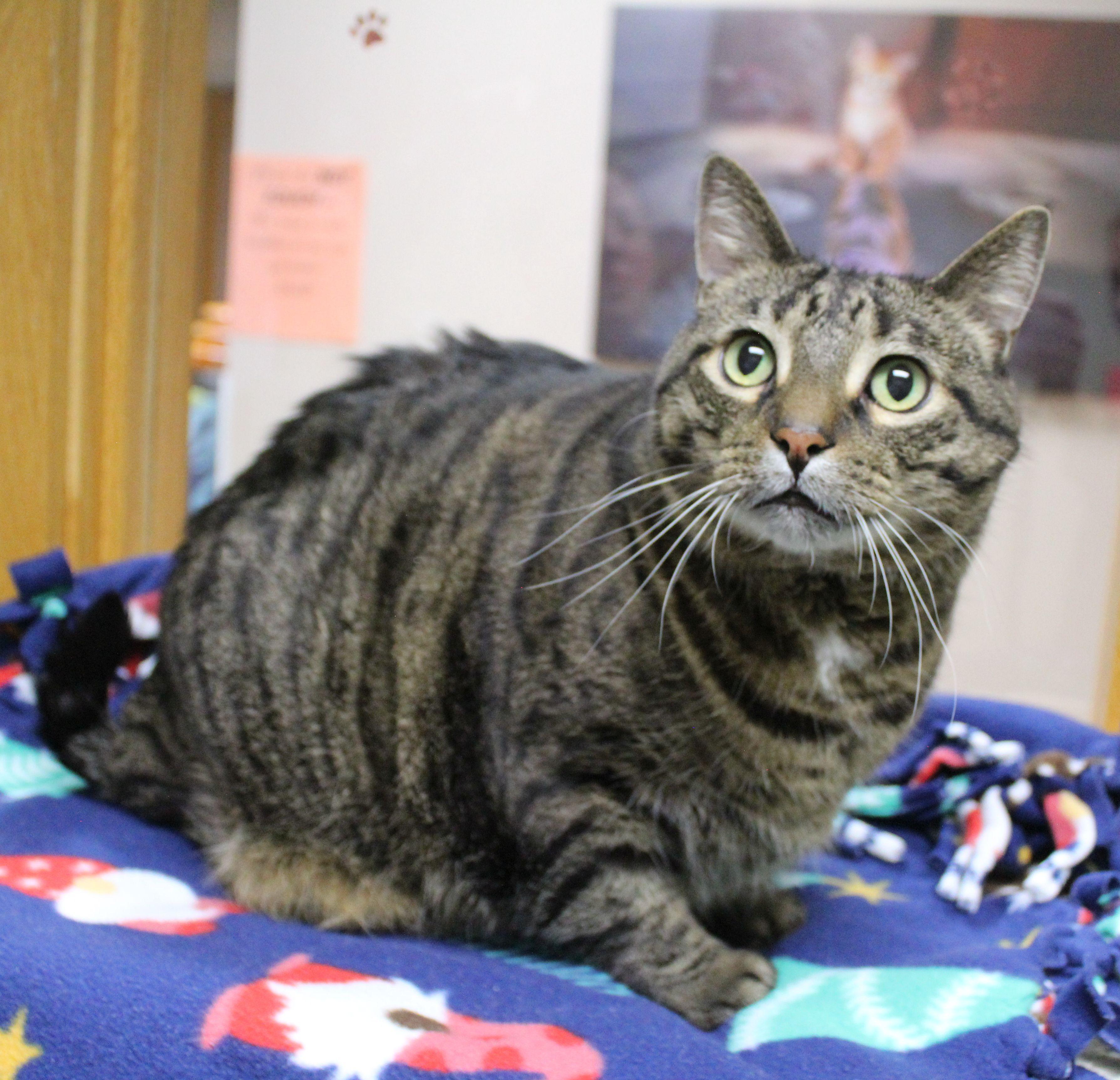 Squeak, ADOPTABLE, Adult Male Domestic Short Hair.