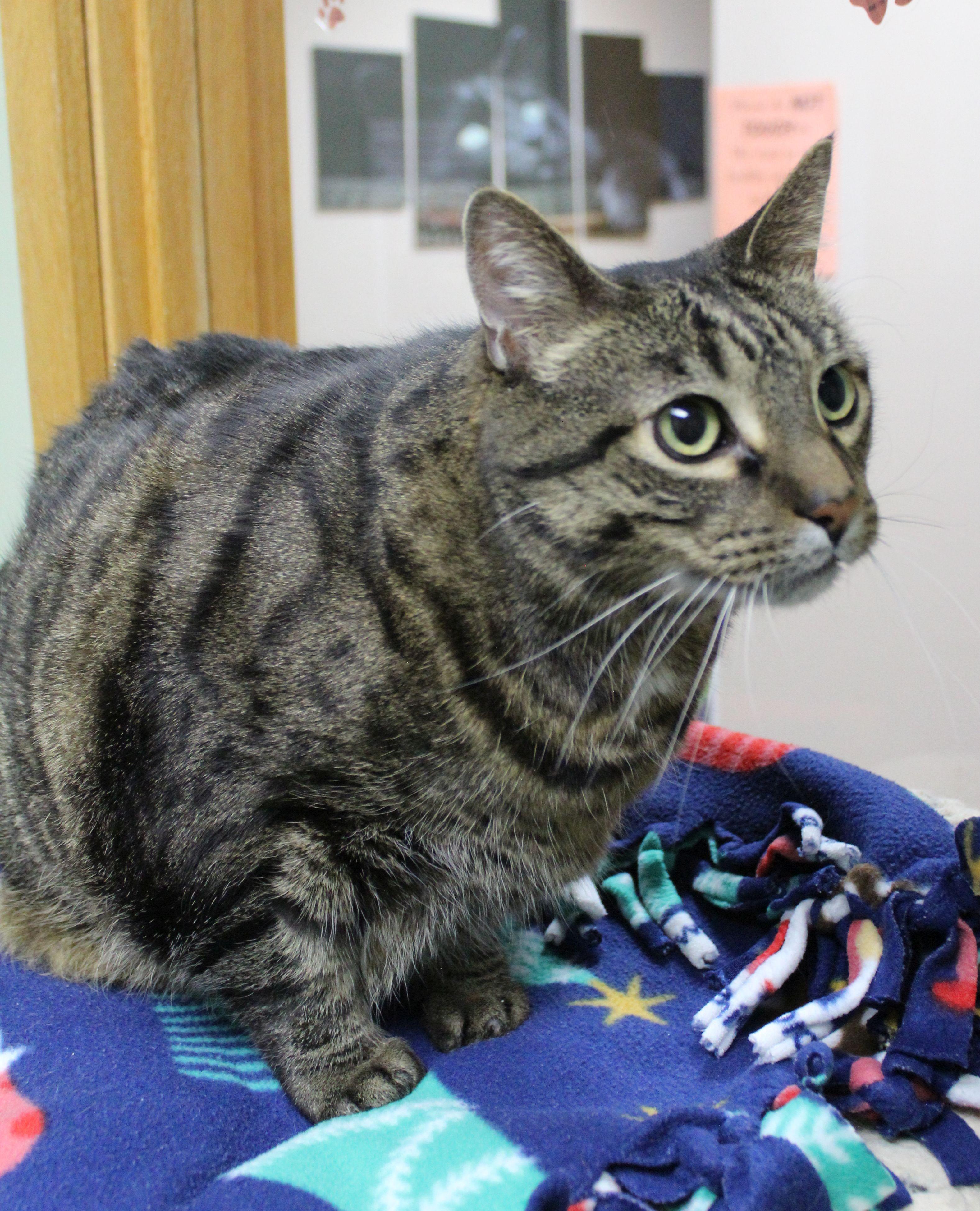 Enlarge Squeak, a ADOPTABLE mixed breed in Portage, WI image 3/3