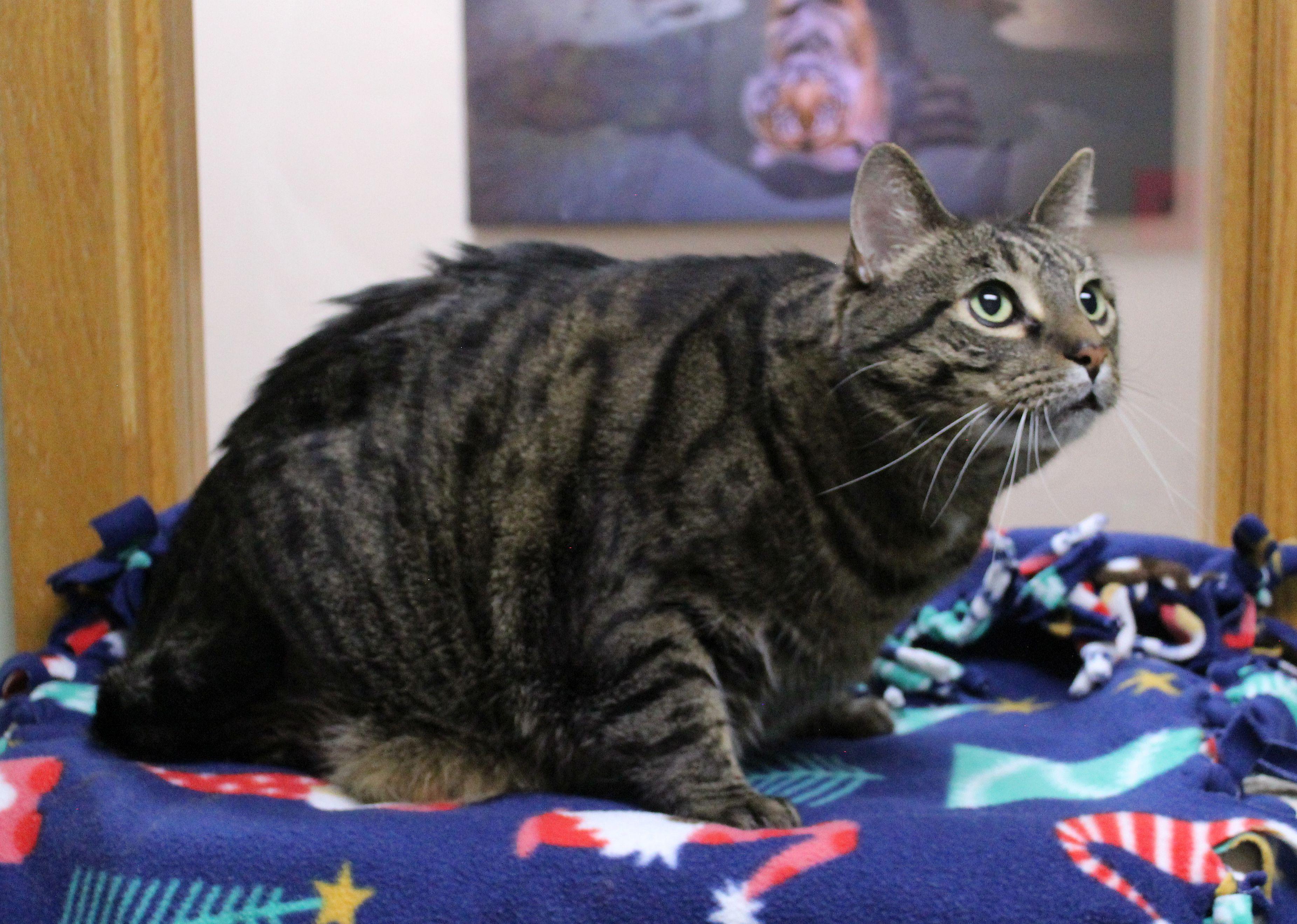 Enlarge Squeak, a ADOPTABLE mixed breed in Portage, WI image 2/3