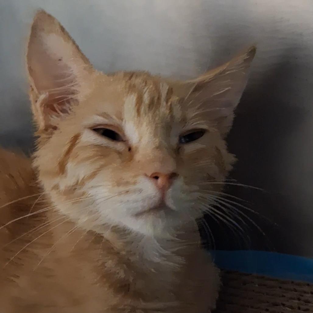 Enlarge Kovu, a Adoptable Domestic Short Hair in West Palm Beach, FL image 1/2