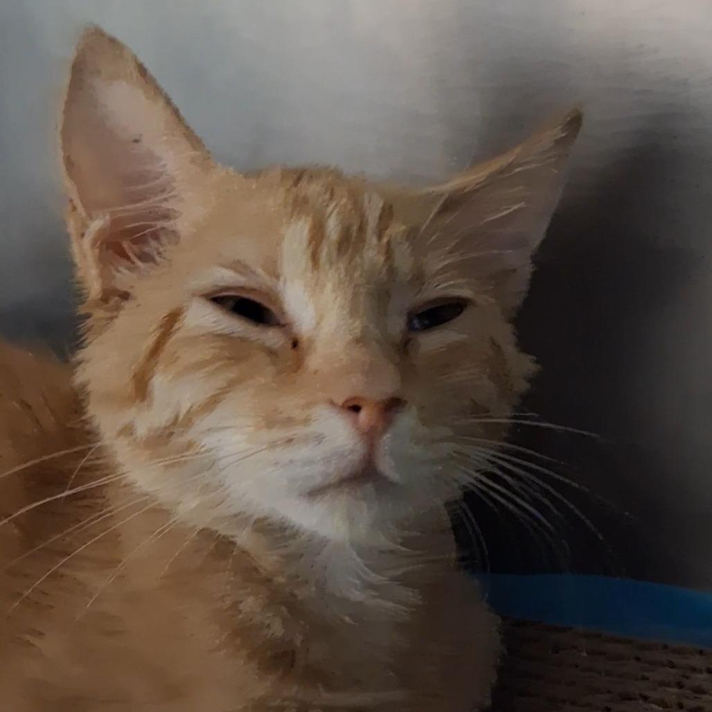Enlarge Kovu, a Adoptable Domestic Short Hair in West Palm Beach, FL image 2/2