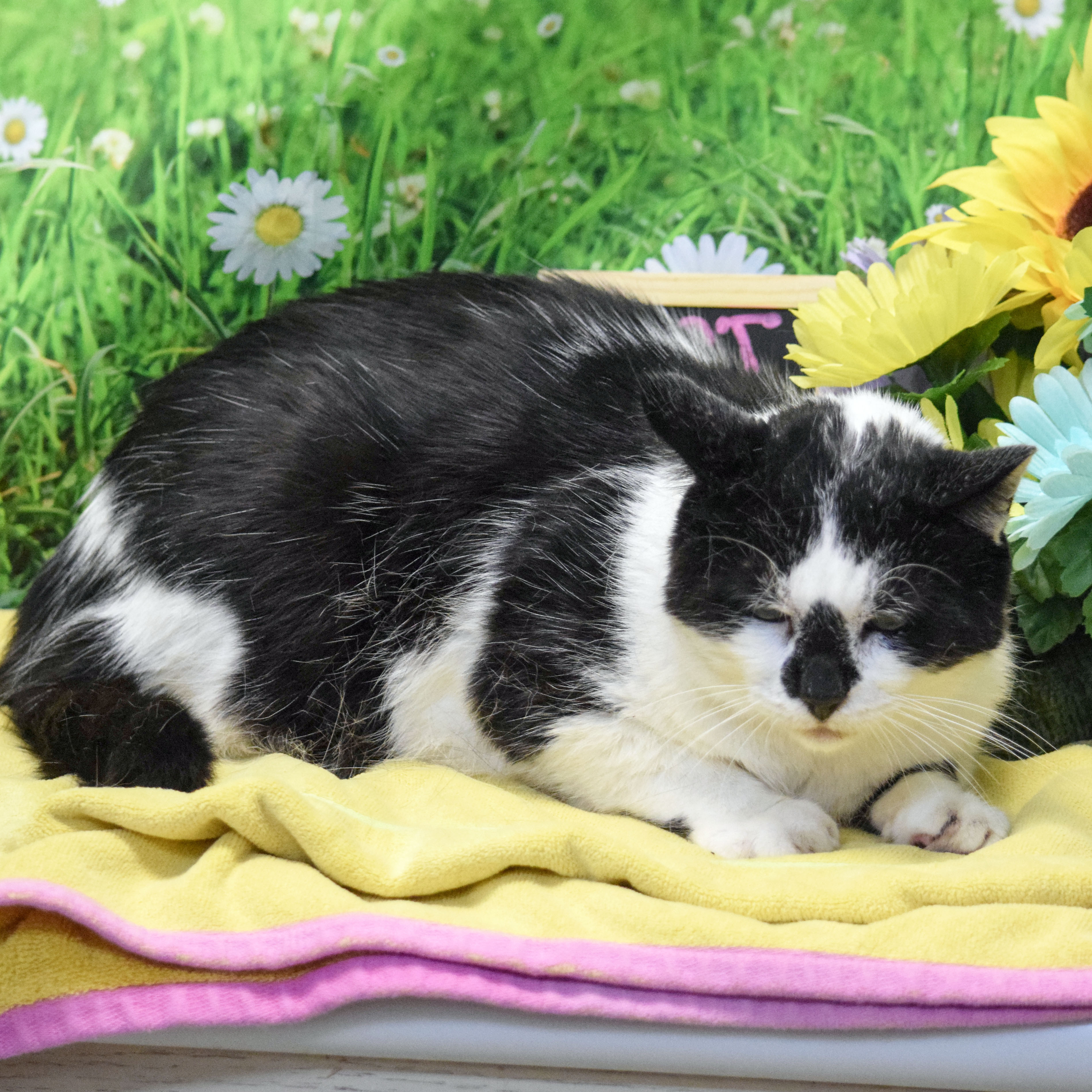 Wally, a Adoptable mixed breed in Huntley, IL image 2/6