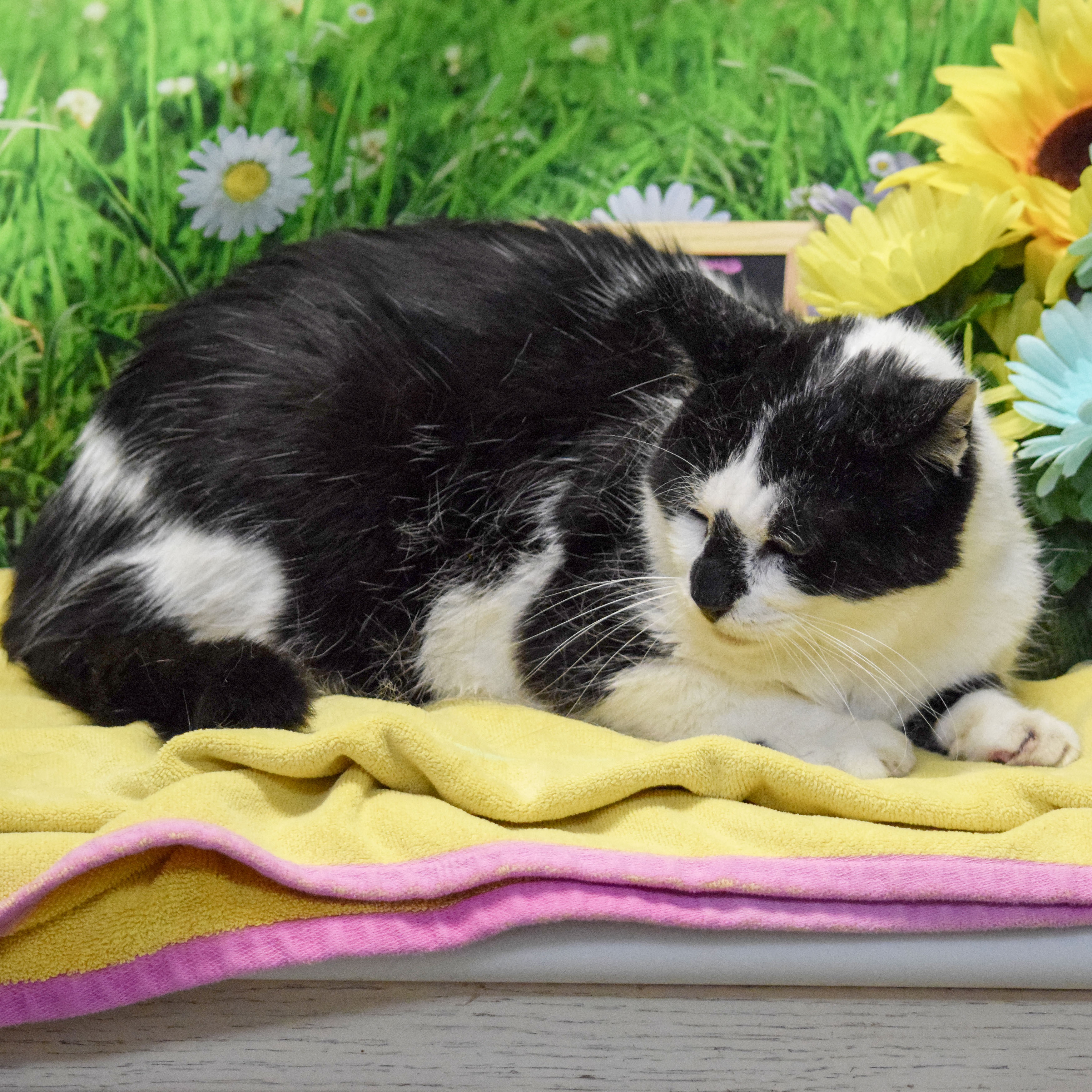 Wally, a Adoptable mixed breed in Huntley, IL image 3/6