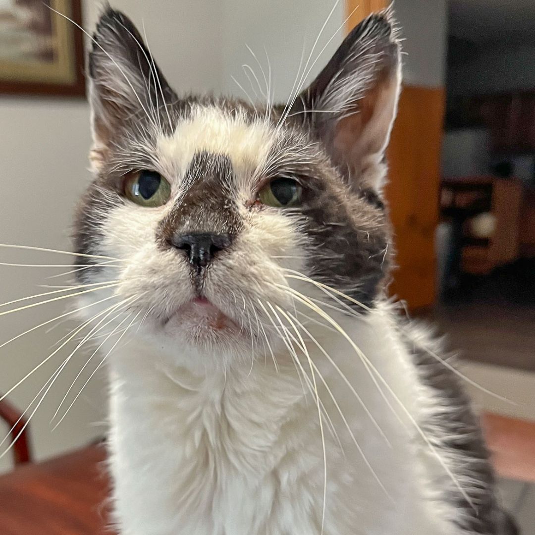 Wally, a Adoptable mixed breed in Huntley, IL image 4/6