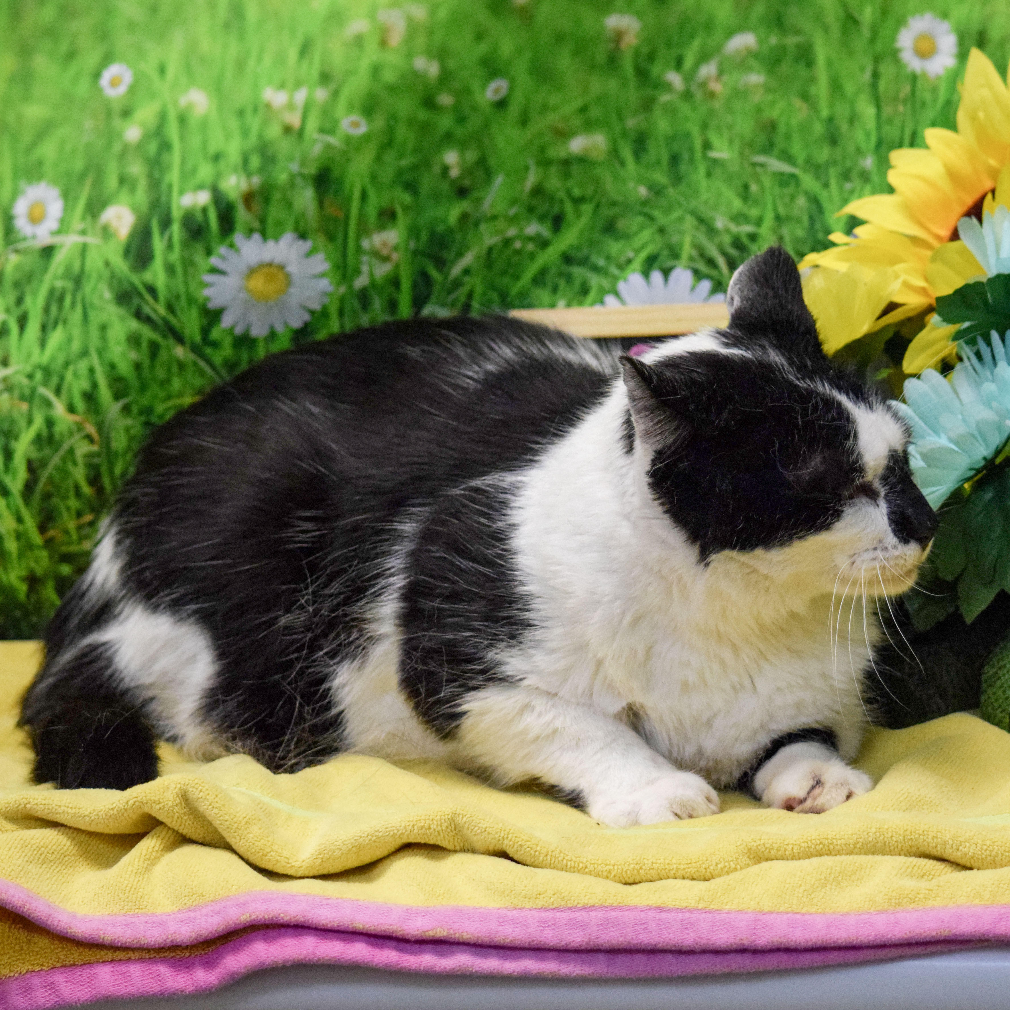 Wally, a Adoptable mixed breed in Huntley, IL image 5/6