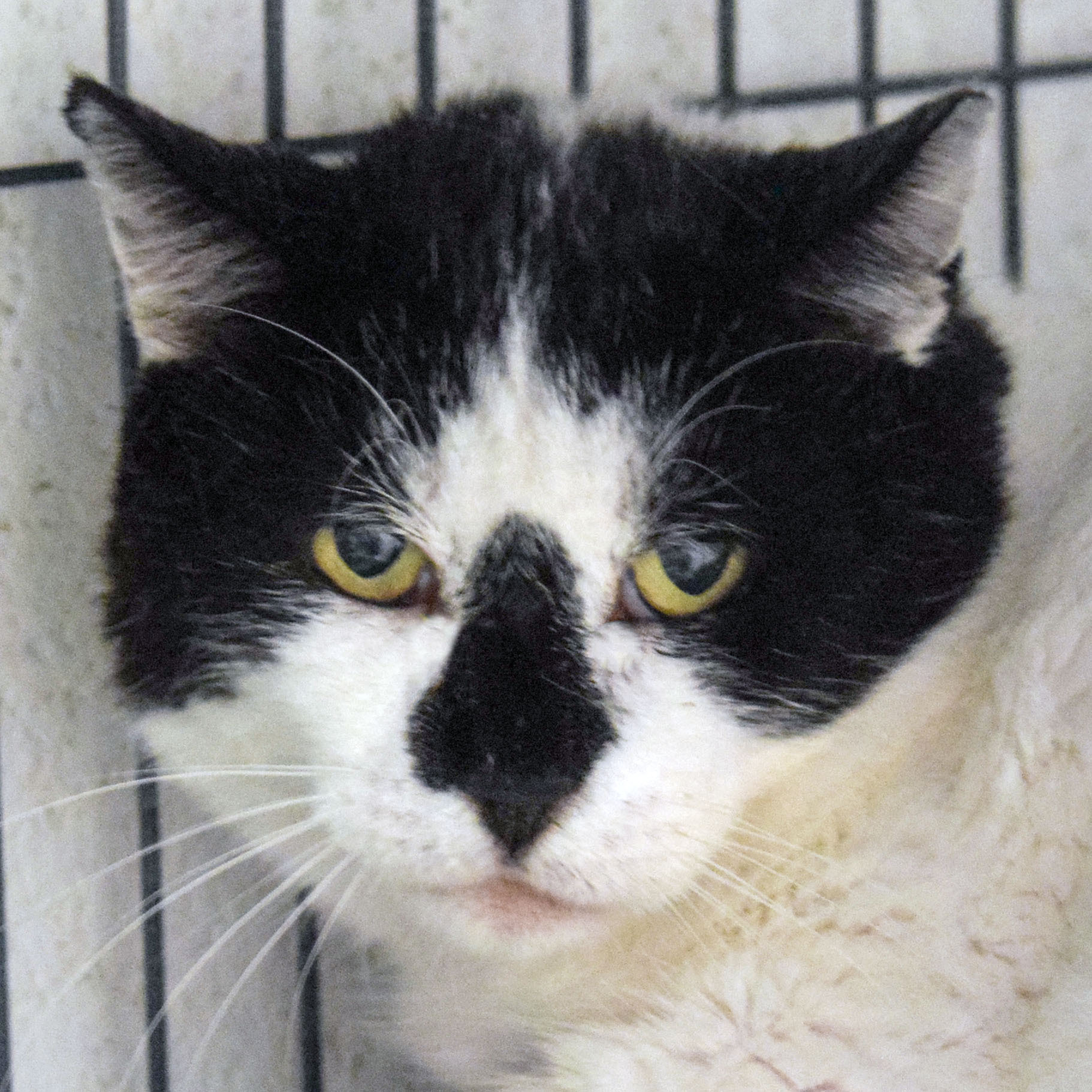 Wally, a Adoptable mixed breed in Huntley, IL image 1/6