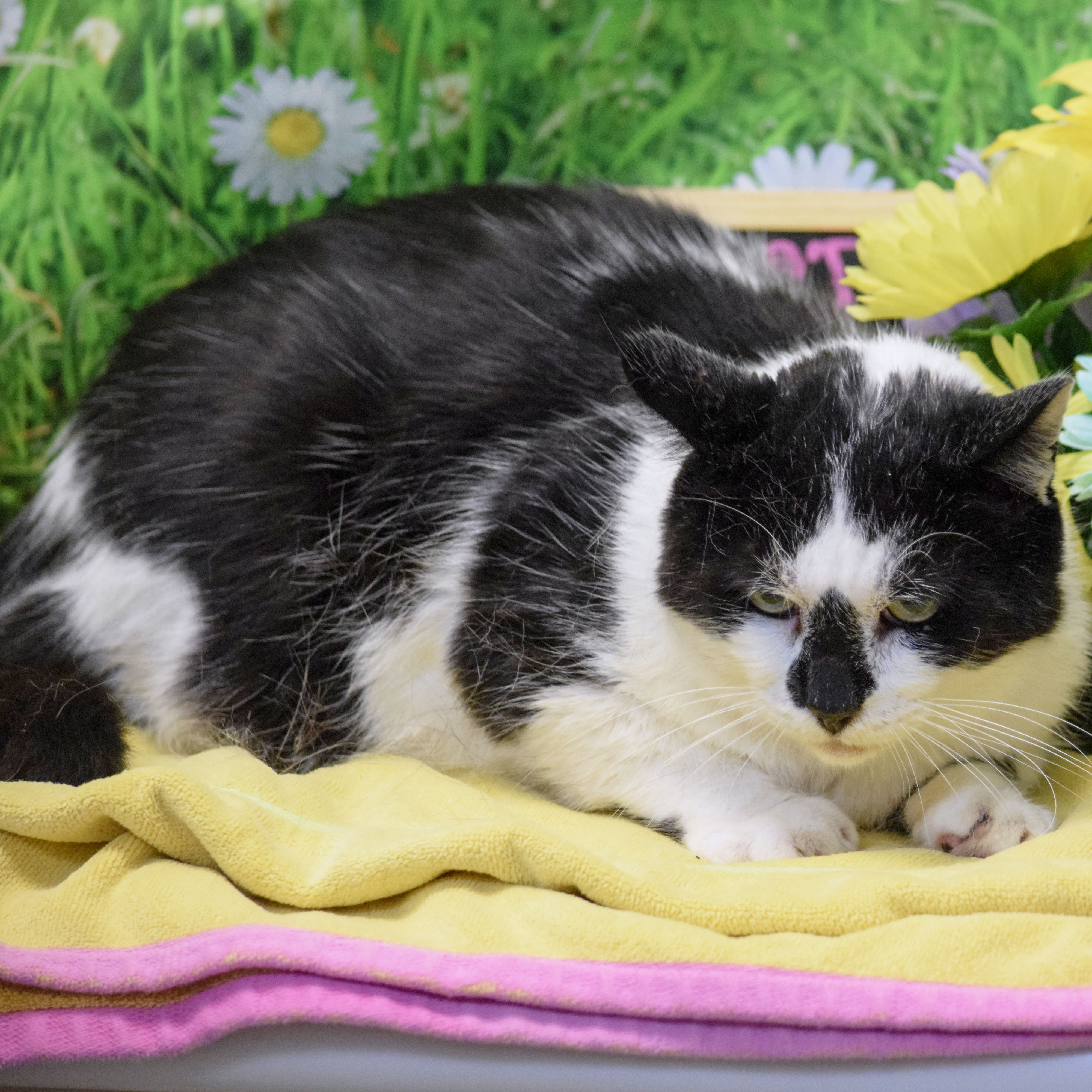 Wally, a Adoptable mixed breed in Huntley, IL image 6/6