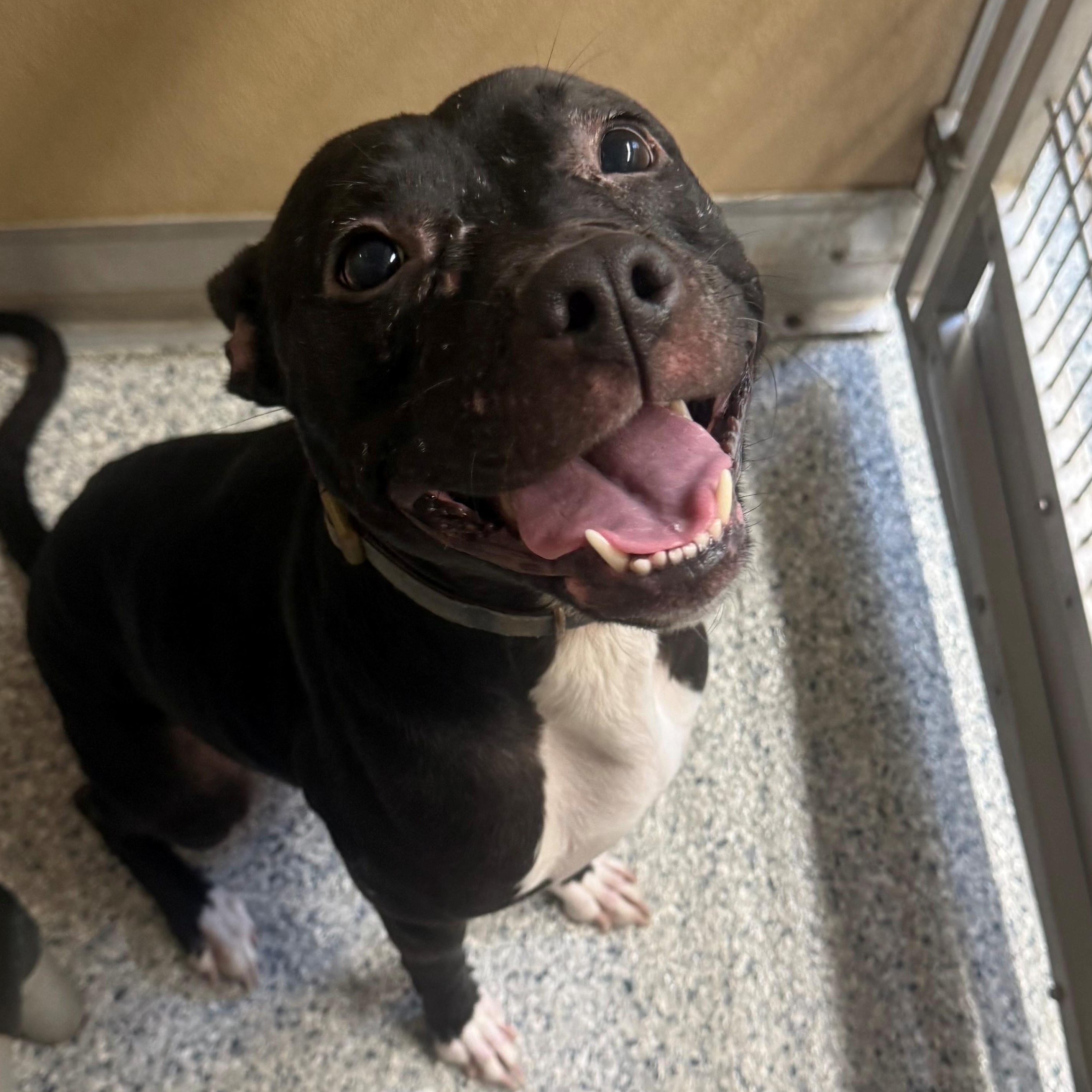 Enlarge Lulu, a ADOPTABLE mixed breed in St. Augustine, FL image 2/4