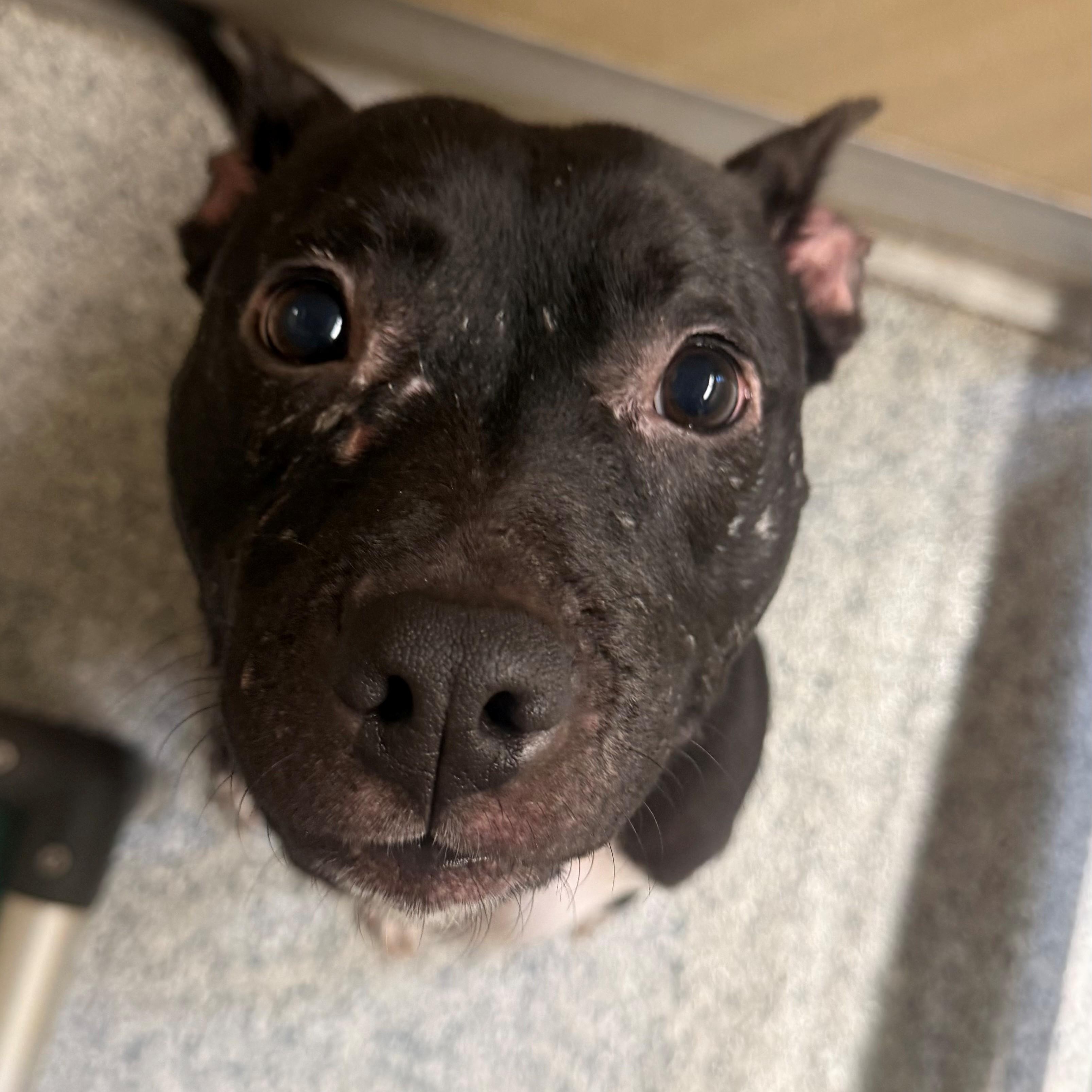 Enlarge Lulu, a ADOPTABLE mixed breed in St. Augustine, FL image 3/4