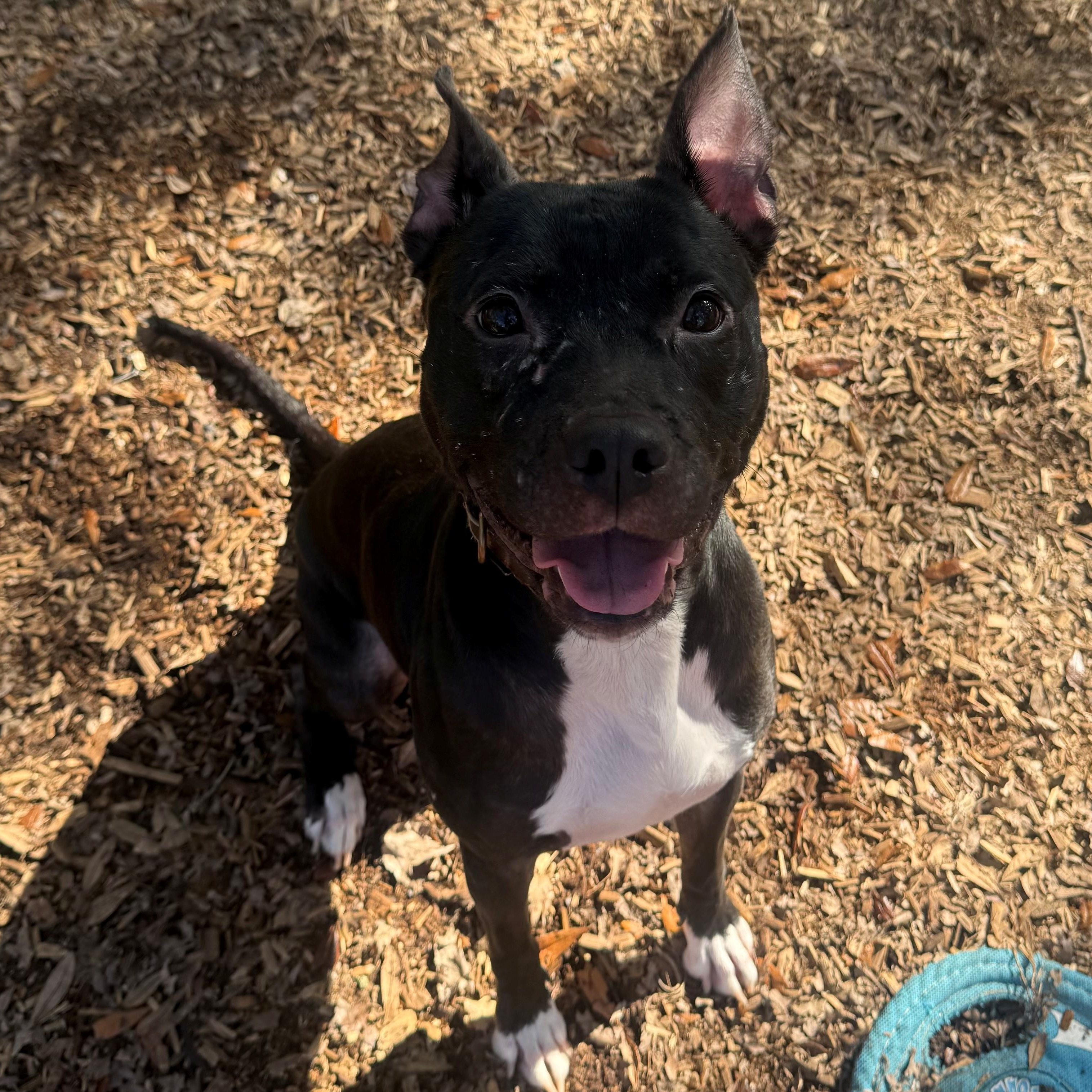 Lulu, ADOPTABLE, Adult Female Pit Bull Terrier.