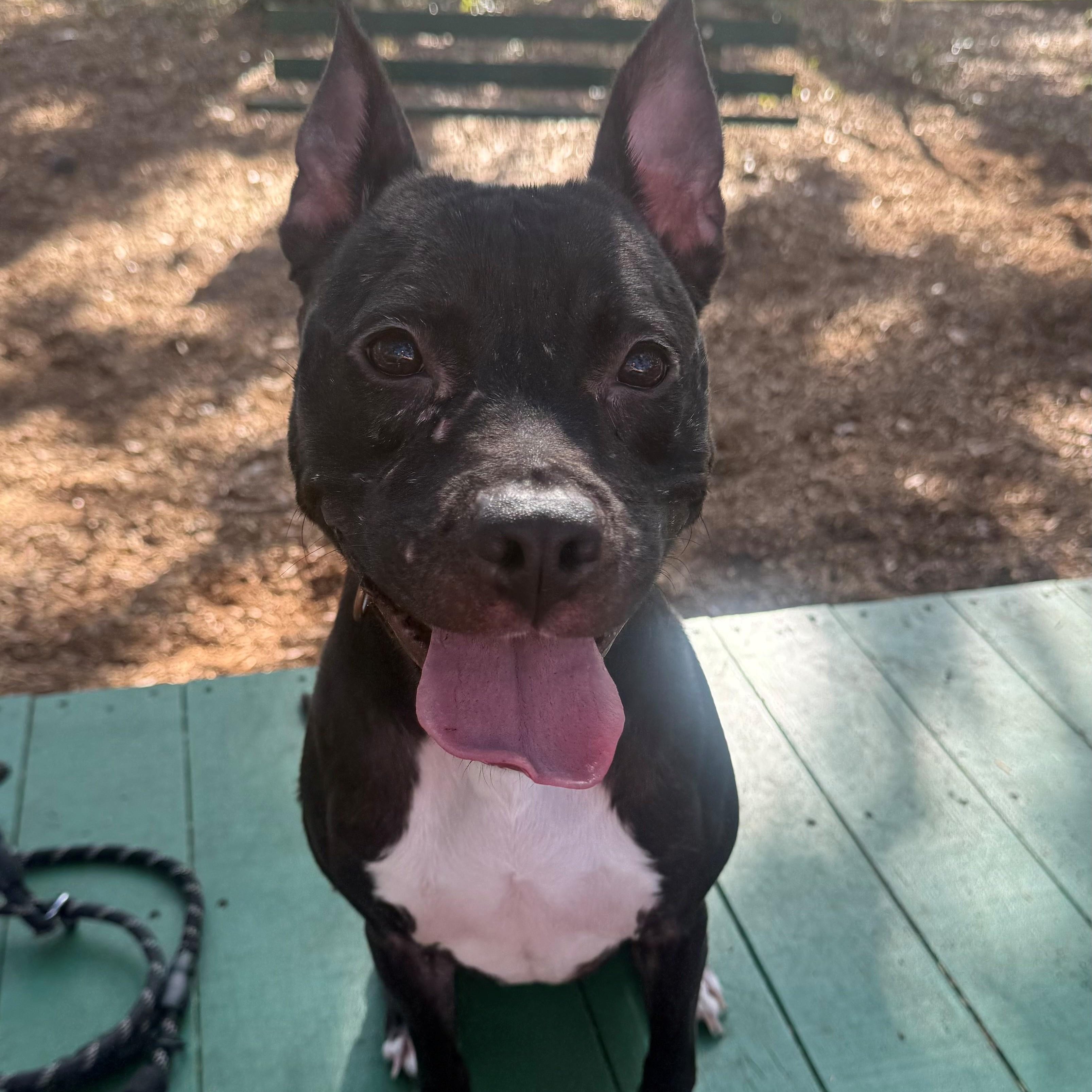 Enlarge Lulu, a ADOPTABLE mixed breed in St. Augustine, FL image 4/4