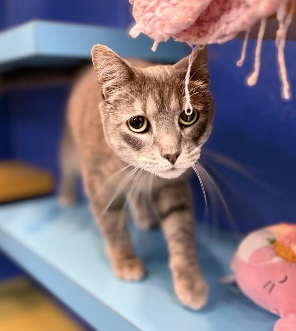 Sylas, Adoptable, Adult Female Domestic Short Hair.