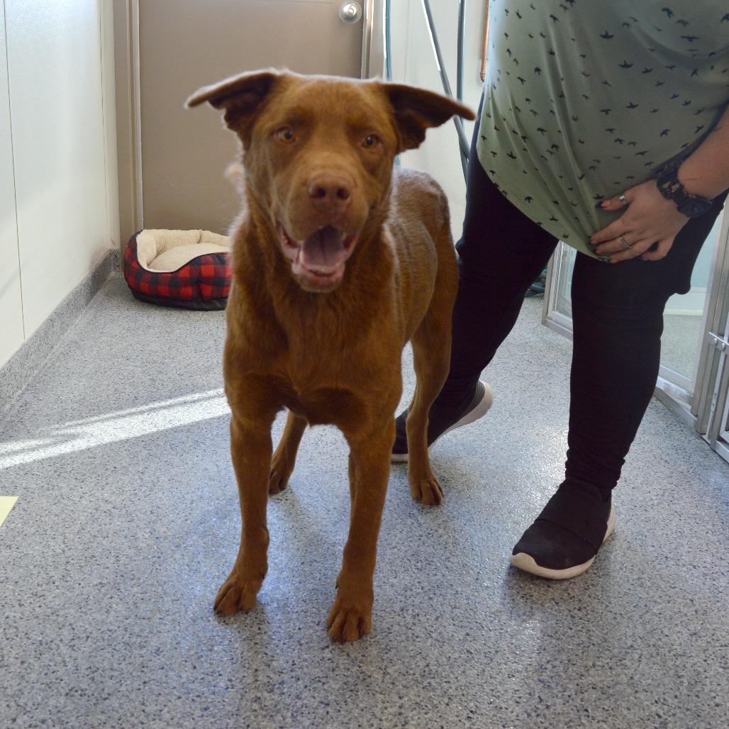 Muskwa, Adoptable, Adult Male Nova Scotia Duck Tolling Retriever & Labrador Retriever.