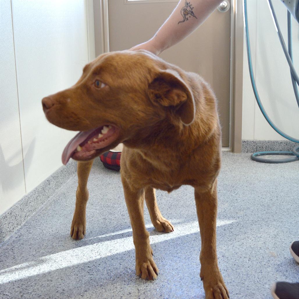 Muskwa, a Adoptable mixed breed in North Battleford, SK image 2/3