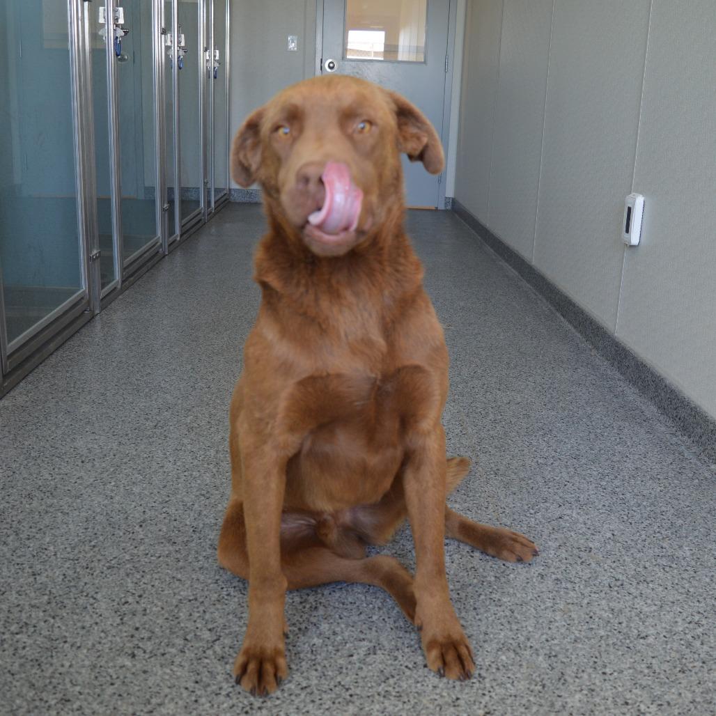 Muskwa, a Adoptable mixed breed in North Battleford, SK image 3/3