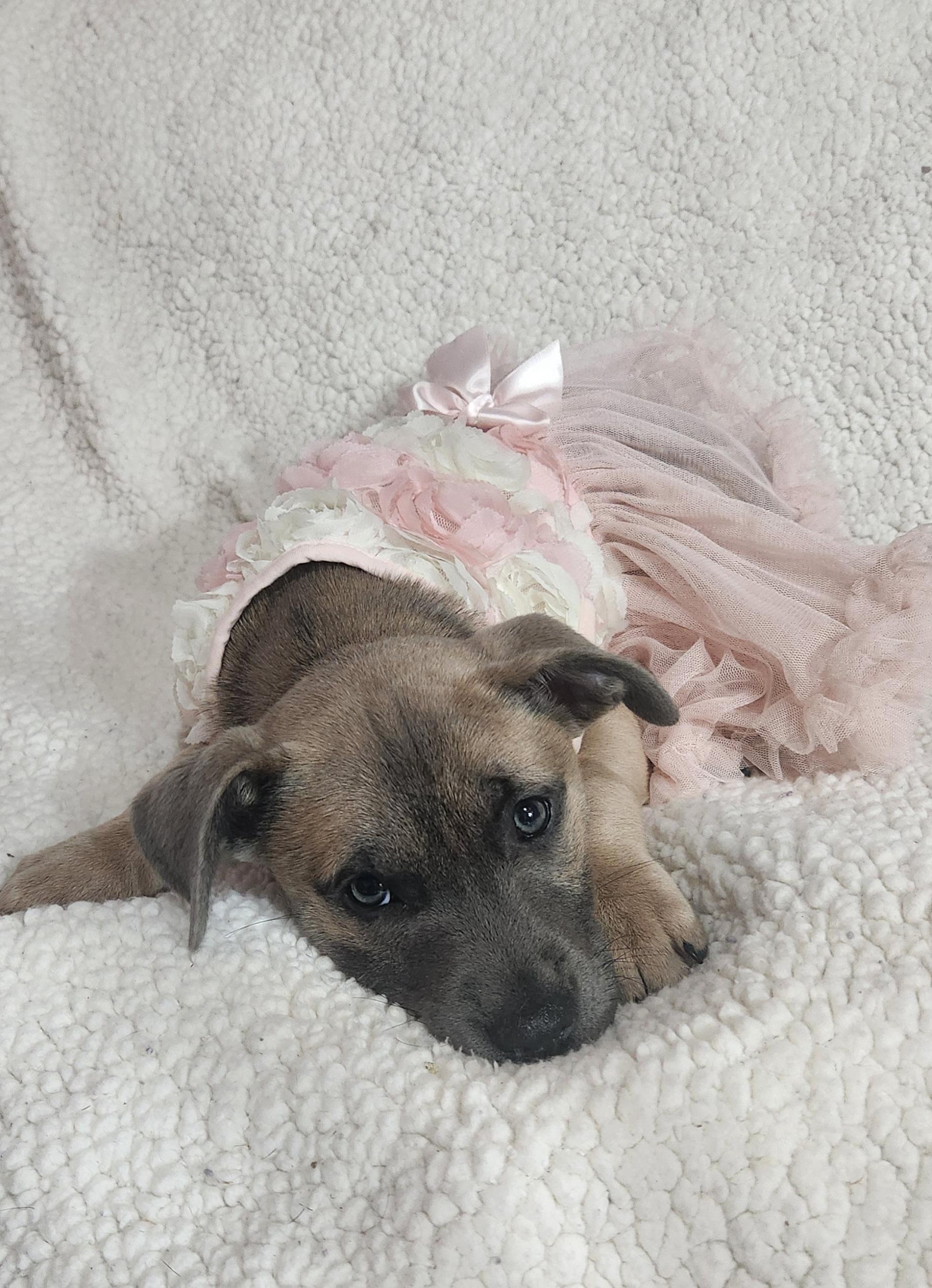 Enlarge Sable, a ADOPTABLE Pit Bull Terrier in Freeland, MI image 3/4