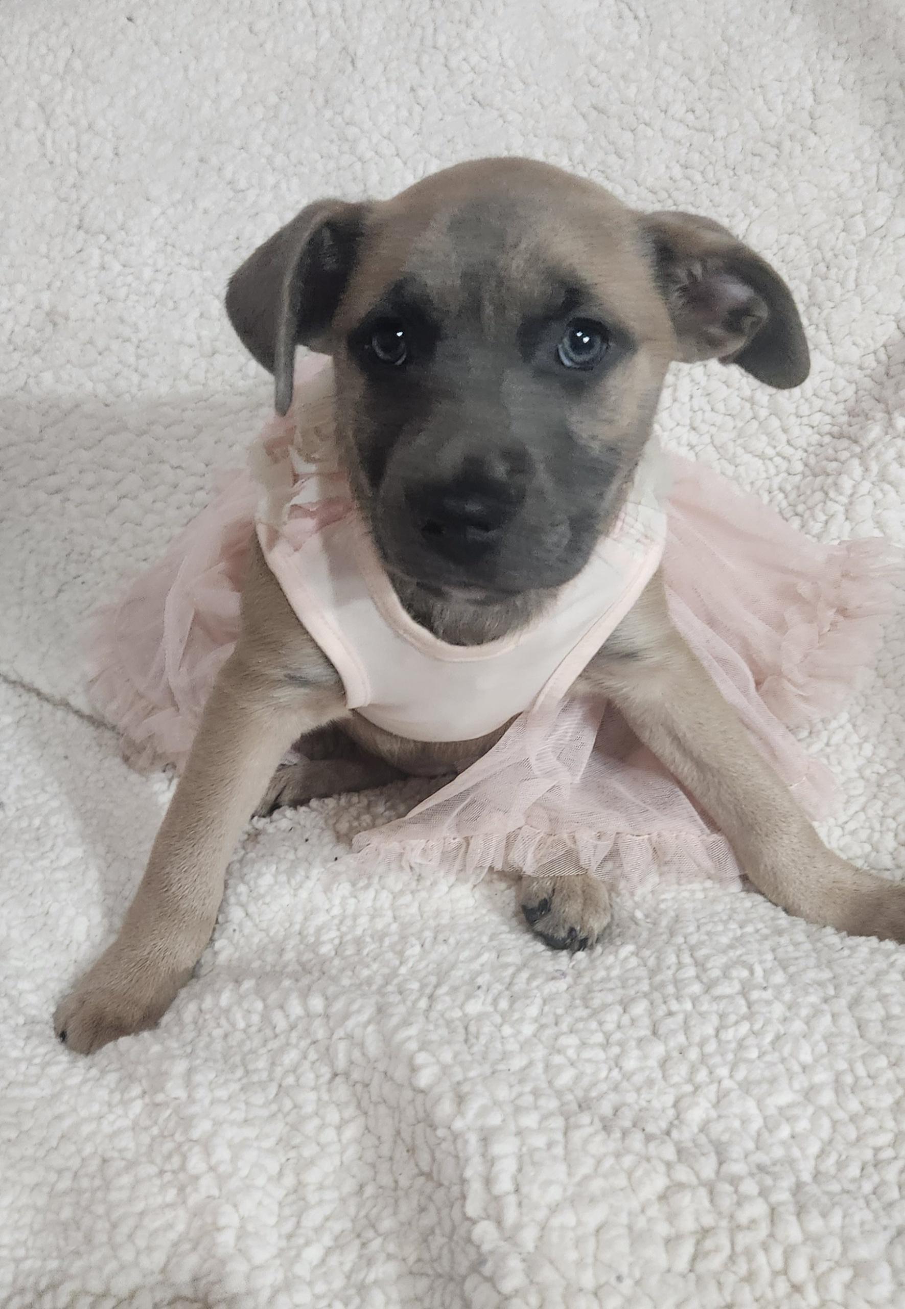 Enlarge Sable, a ADOPTABLE Pit Bull Terrier in Freeland, MI image 4/4