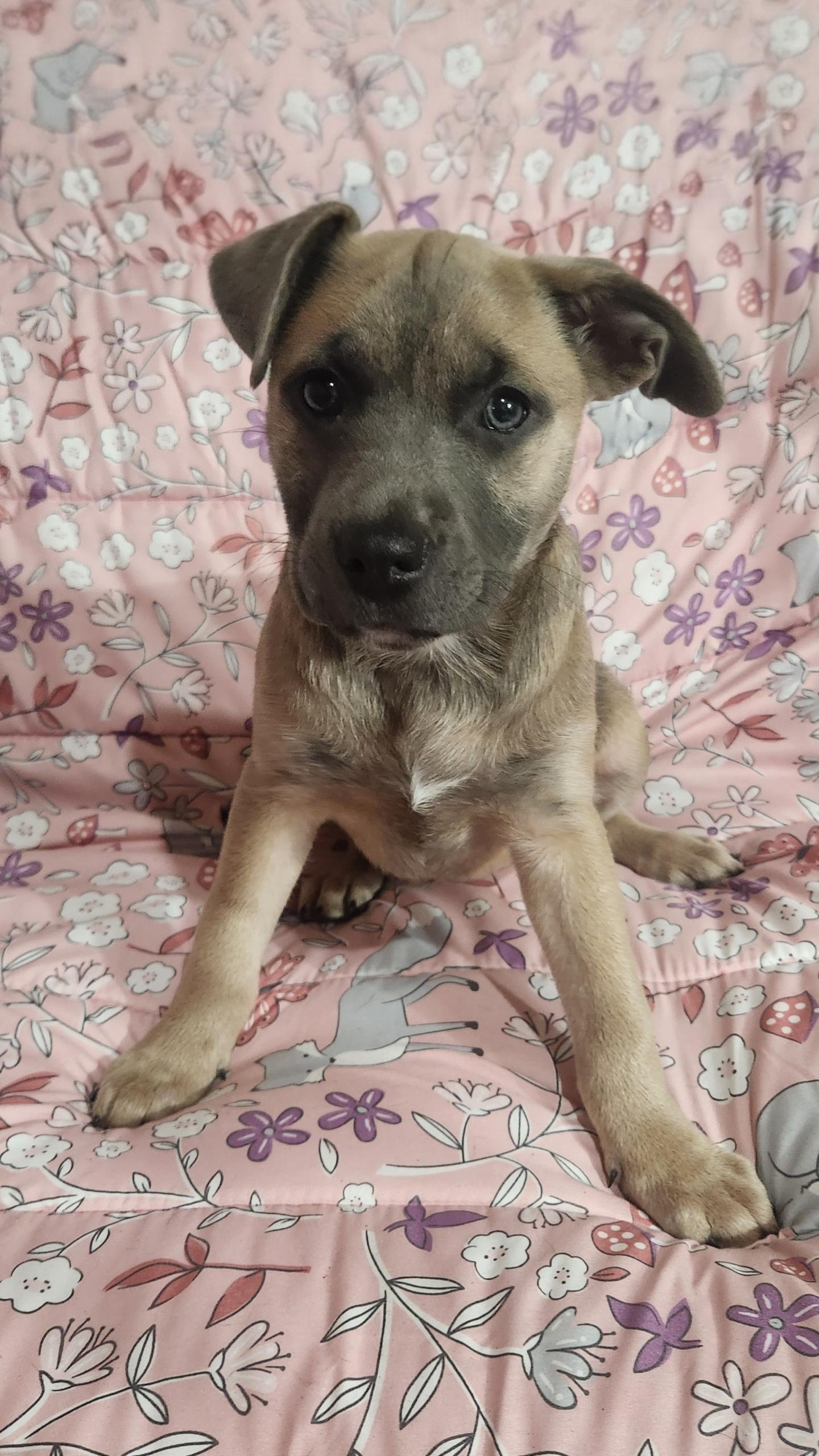 Sable, ADOPTABLE, Puppy Female Pit Bull Terrier.