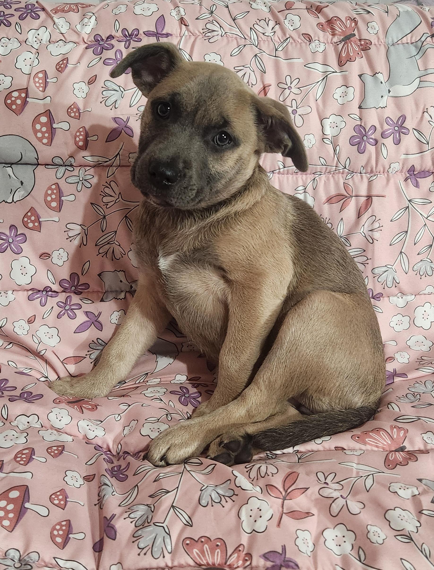 Enlarge Sable, a ADOPTABLE Pit Bull Terrier in Freeland, MI image 2/4