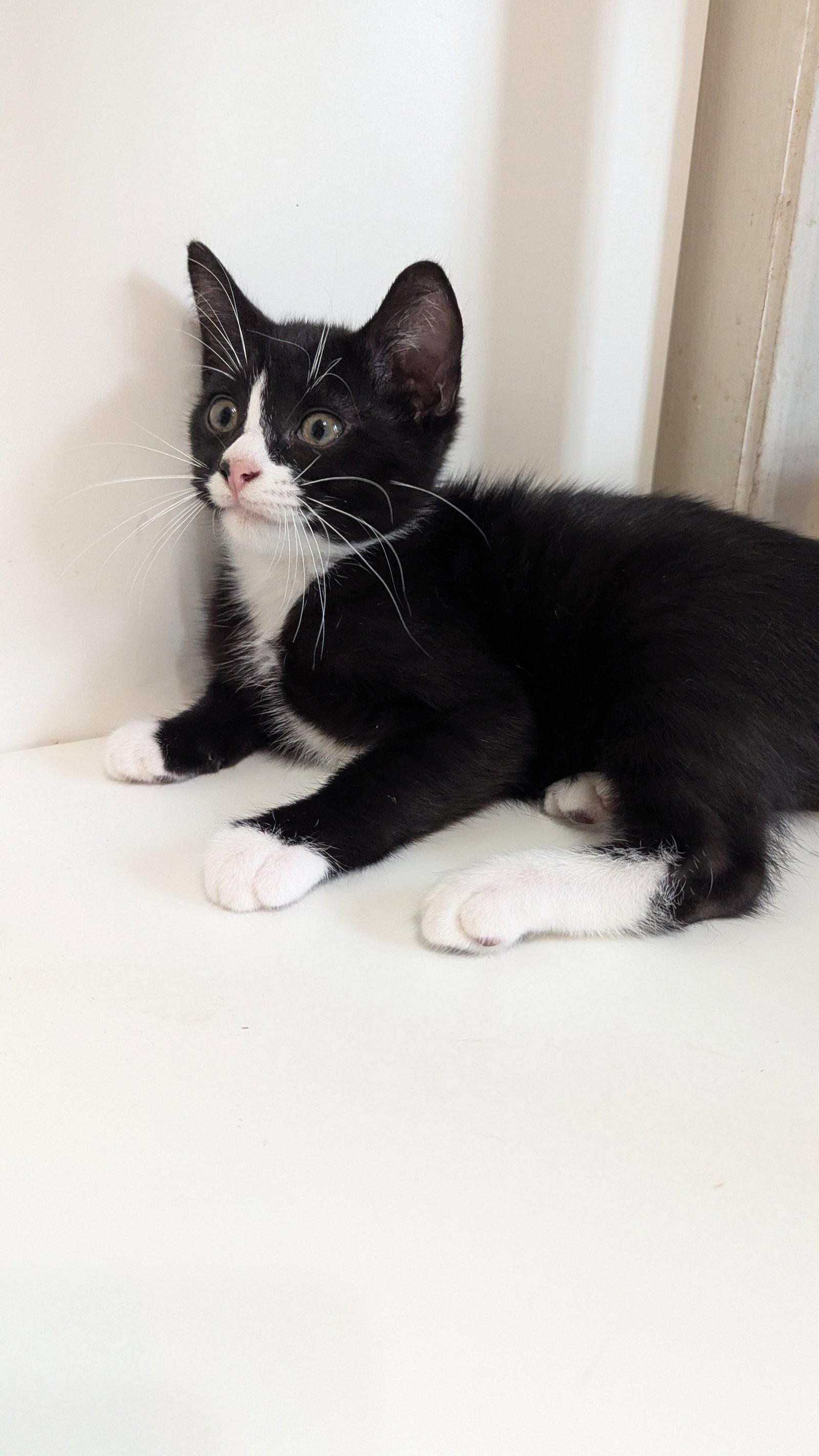 Spike, Adoptable, Young Male Domestic Short Hair.