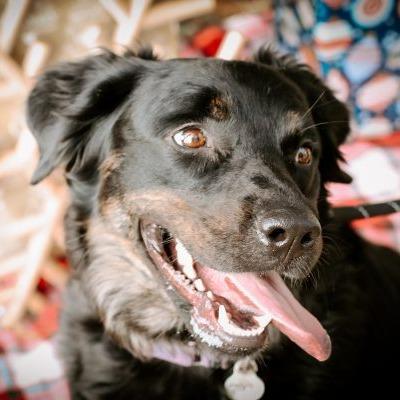 Nakita, Adoptable, Adult Female Australian Shepherd & Mixed Breed.