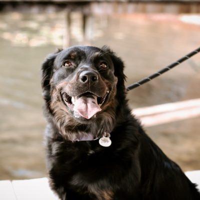 Enlarge Nakita, a Adoptable mixed breed in Tampa, FL image 2/6