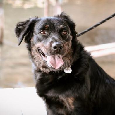 Enlarge Nakita, a Adoptable mixed breed in Tampa, FL image 3/6