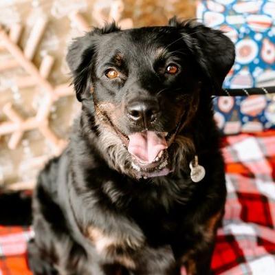 Enlarge Nakita, a Adoptable mixed breed in Tampa, FL image 4/6