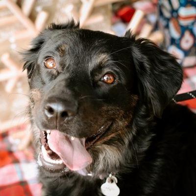 Enlarge Nakita, a Adoptable mixed breed in Tampa, FL image 5/6