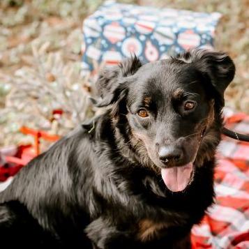 Enlarge Nakita, a Adoptable mixed breed in Tampa, FL image 6/6