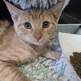 TRAVIS, adopted, Kitten Male Domestic Short Hair.