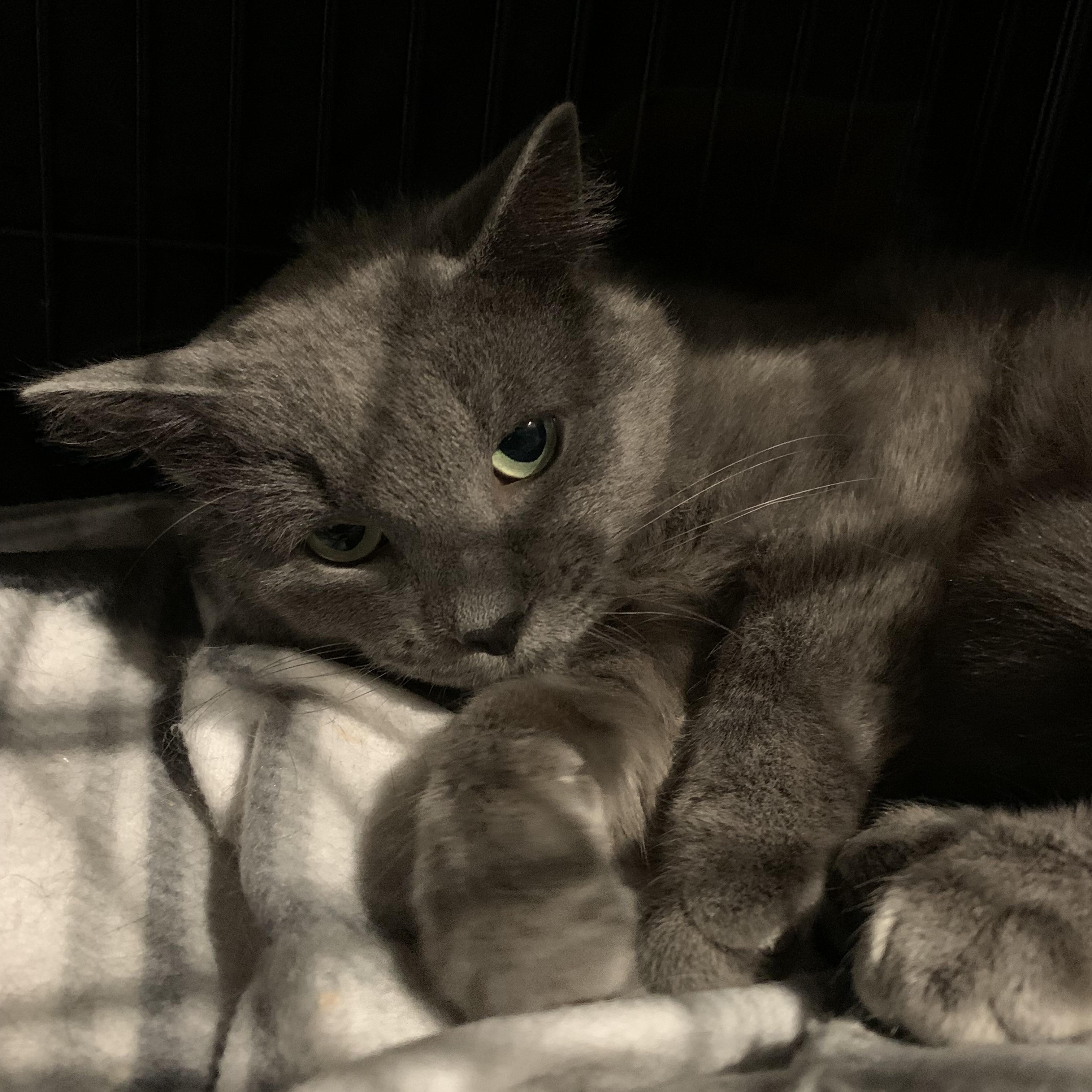 Ghost, ADOPTABLE, Young Male Domestic Short Hair.