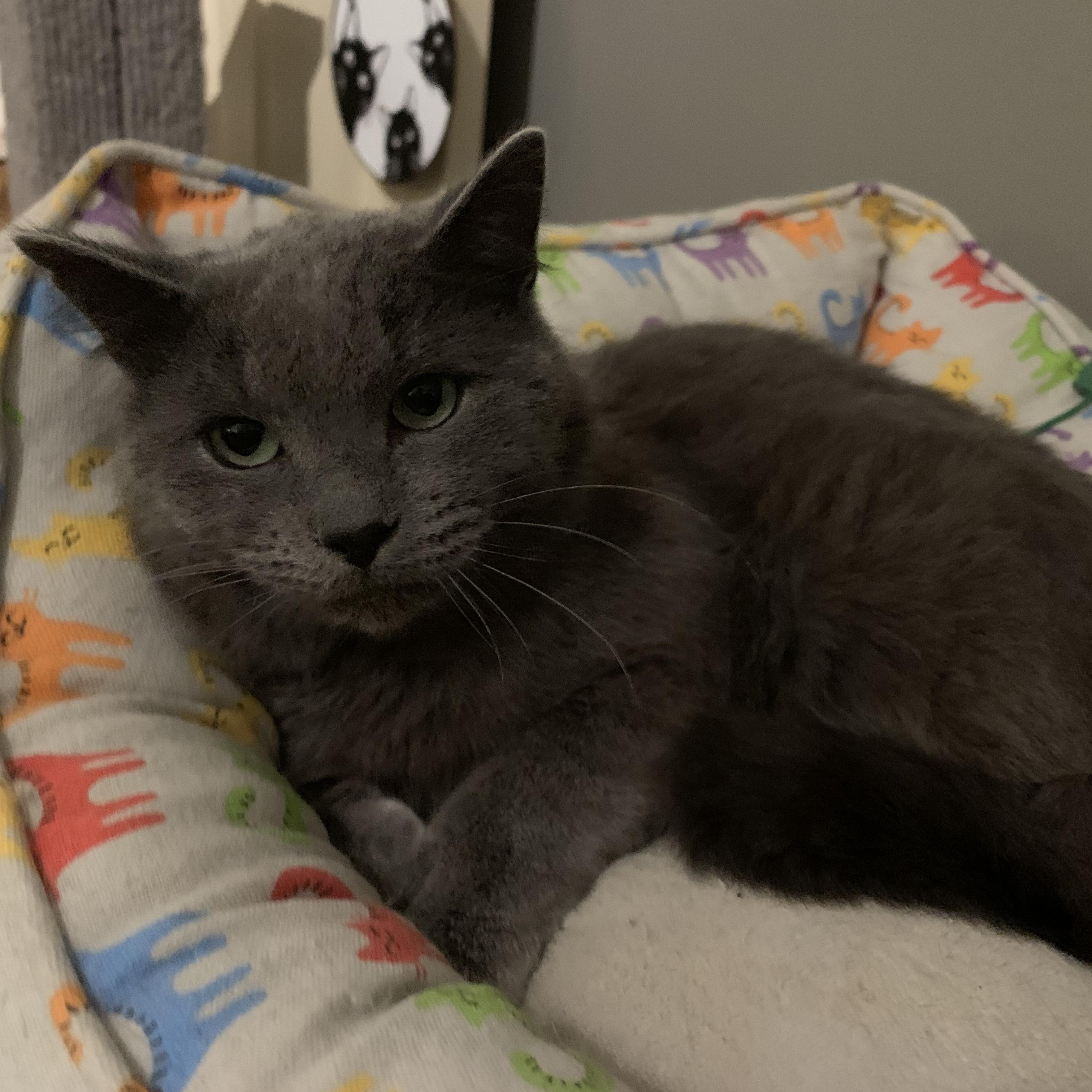 Enlarge Ghost, a ADOPTABLE Domestic Short Hair in Shelby Township, MI image 2/2