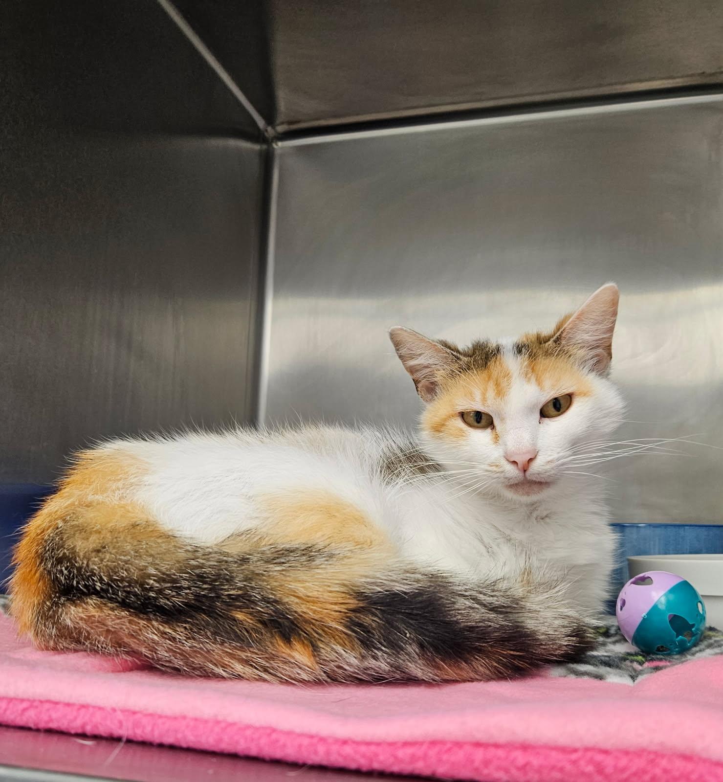 Enlarge Pancake, an adopted Domestic Short Hair in Mansfield, OH image 1/1