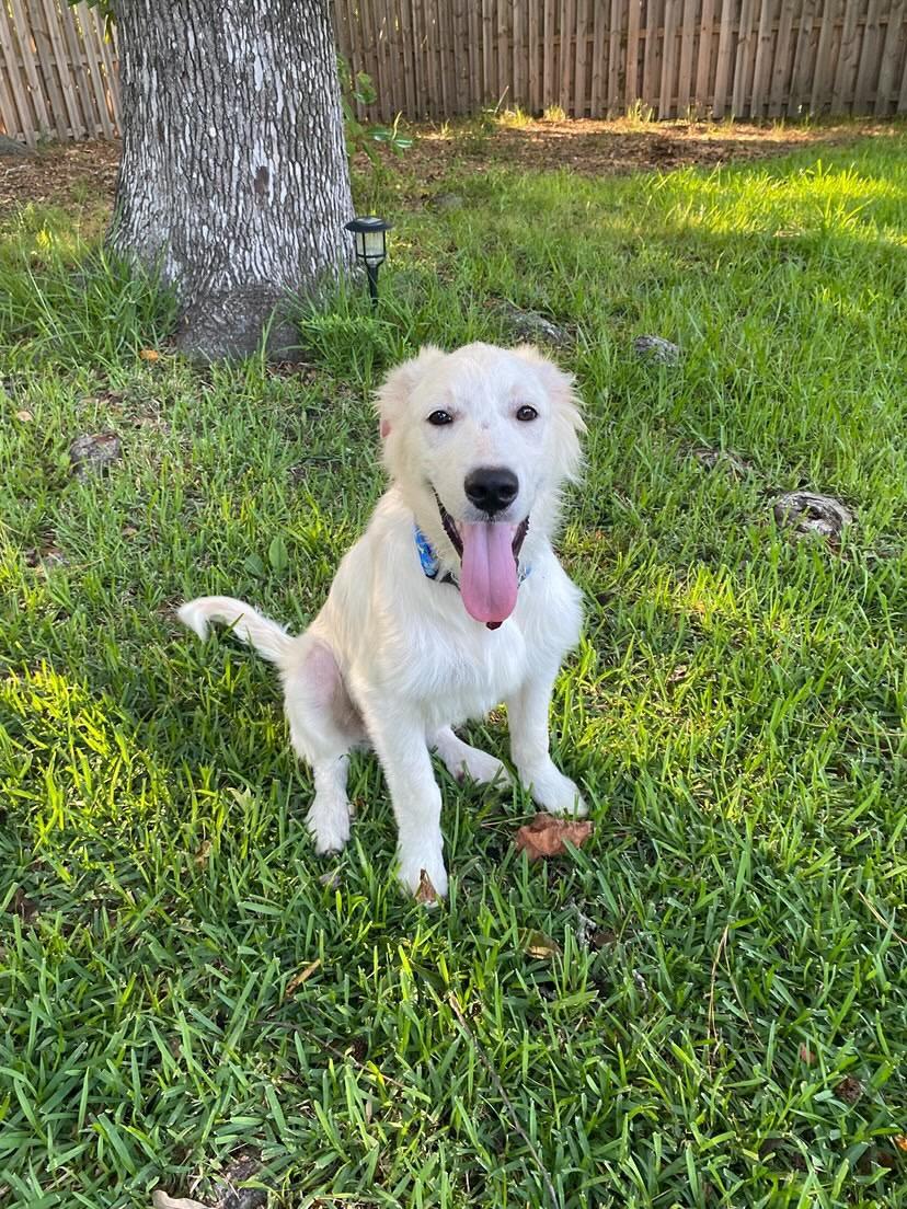 Yukon, a ADOPTABLE mixed breed in Mt Pleasant, SC image 6/6
