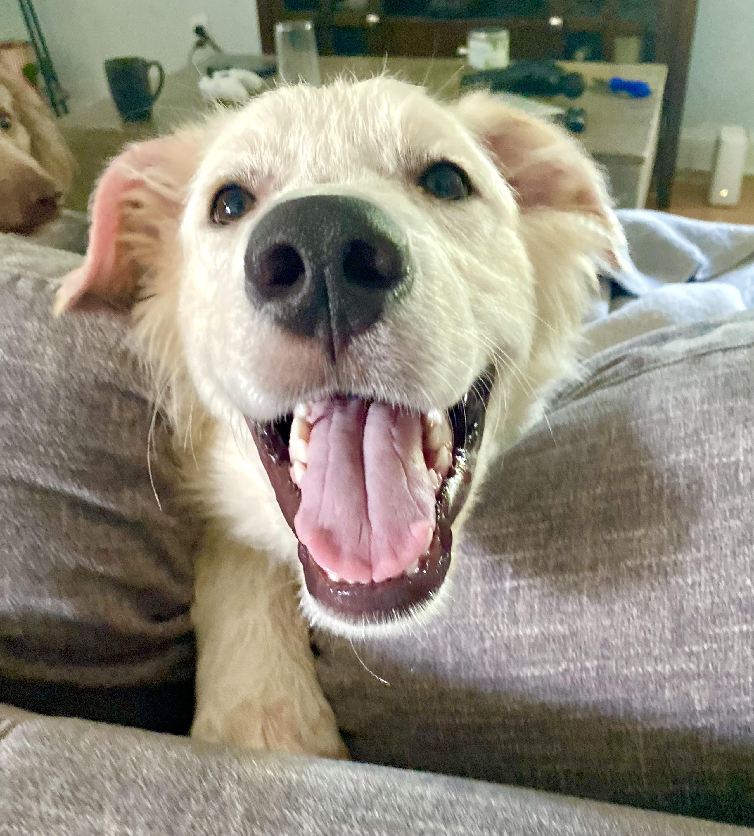 Yukon, ADOPTABLE, Young Male Great Pyrenees.