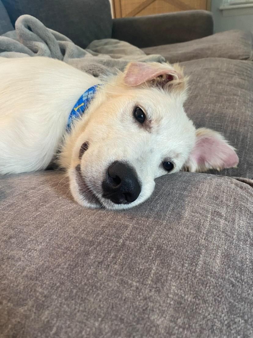 Yukon, a ADOPTABLE mixed breed in Mt Pleasant, SC image 5/6