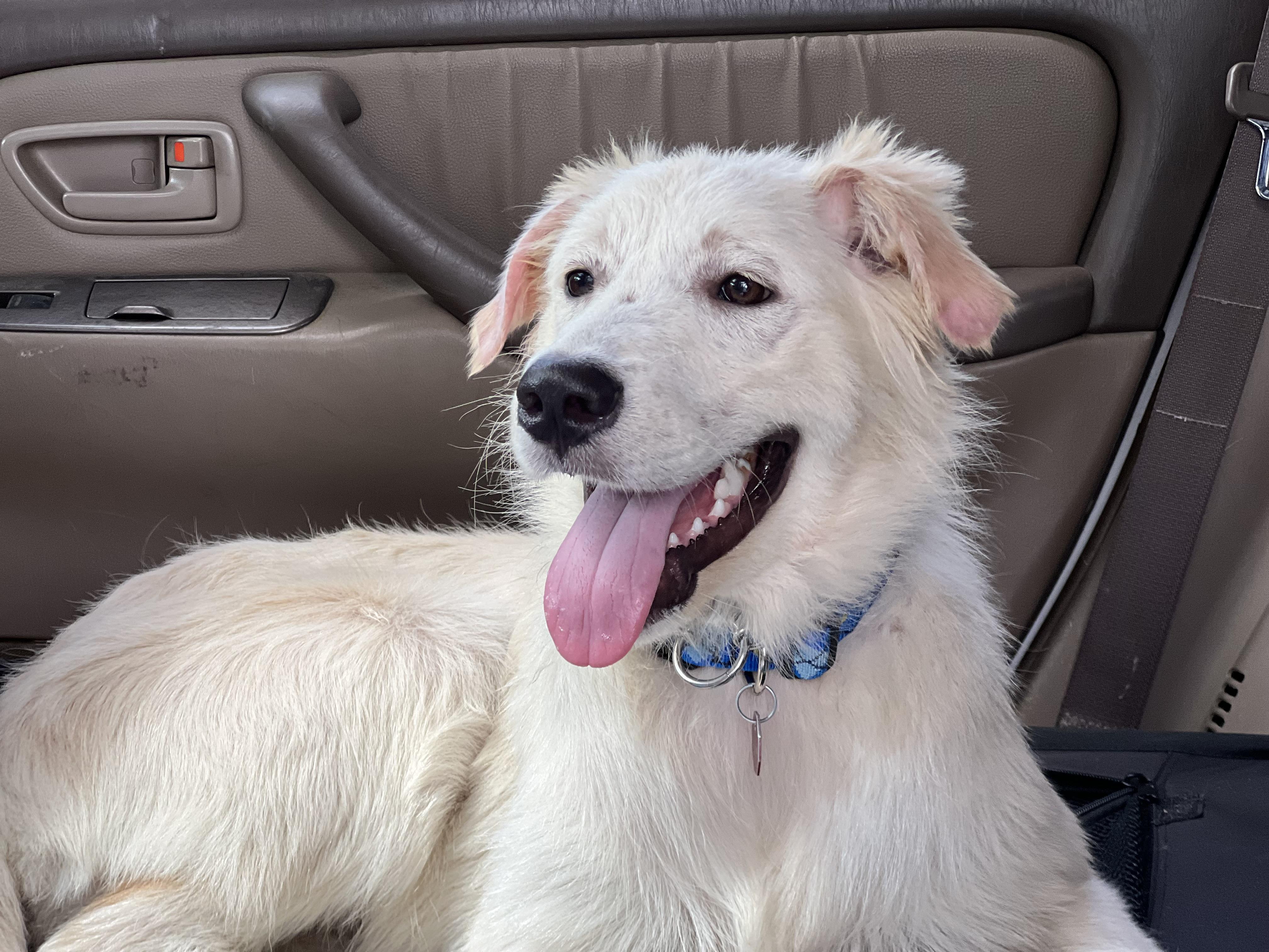 Yukon, a ADOPTABLE mixed breed in Mt Pleasant, SC image 2/6