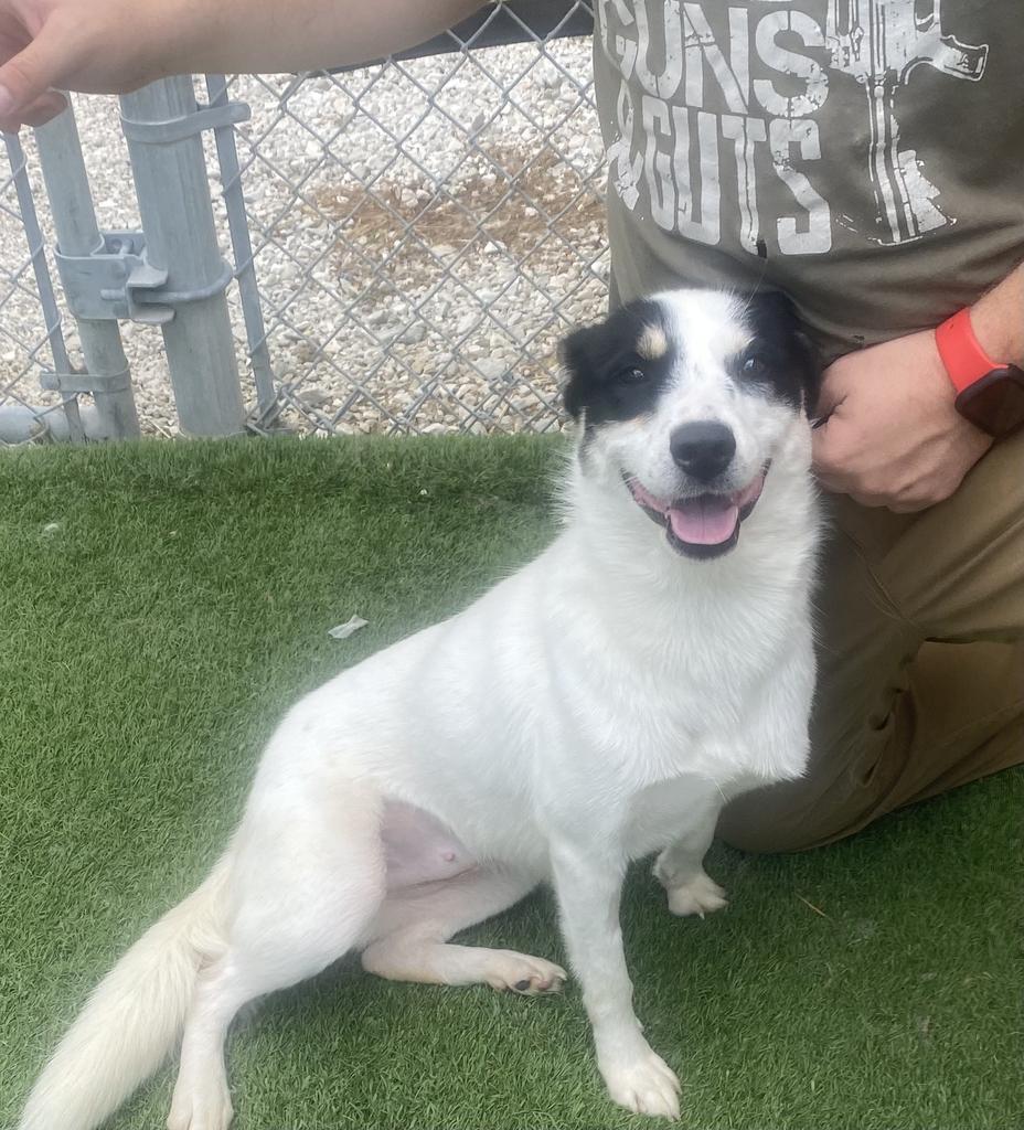 Enlarge Kya, a Adopted mixed breed in Pittsfield, IL image 1/1