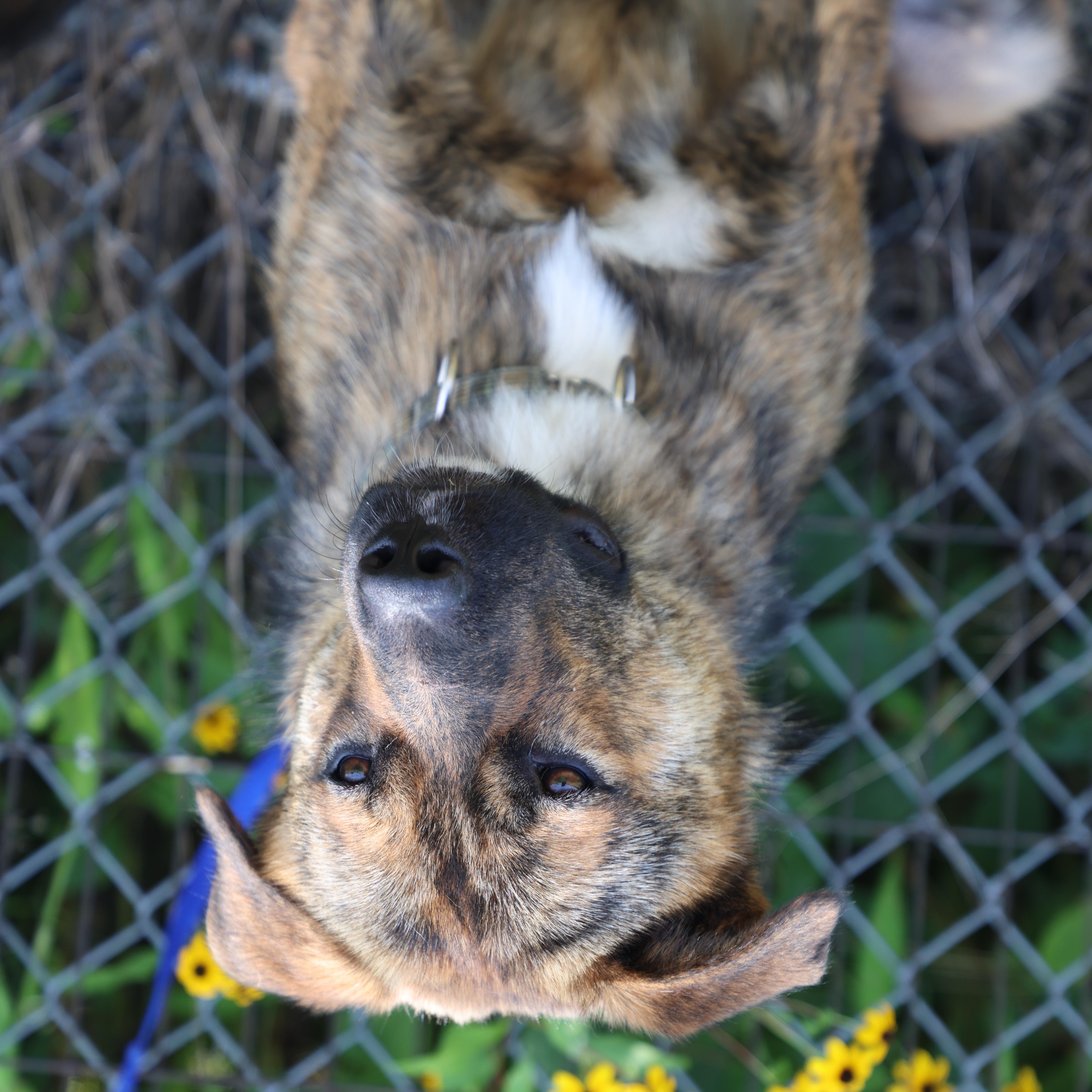 Enlarge Ollie, a Adoptable Shepherd in Lewisburg, TN image 6/6