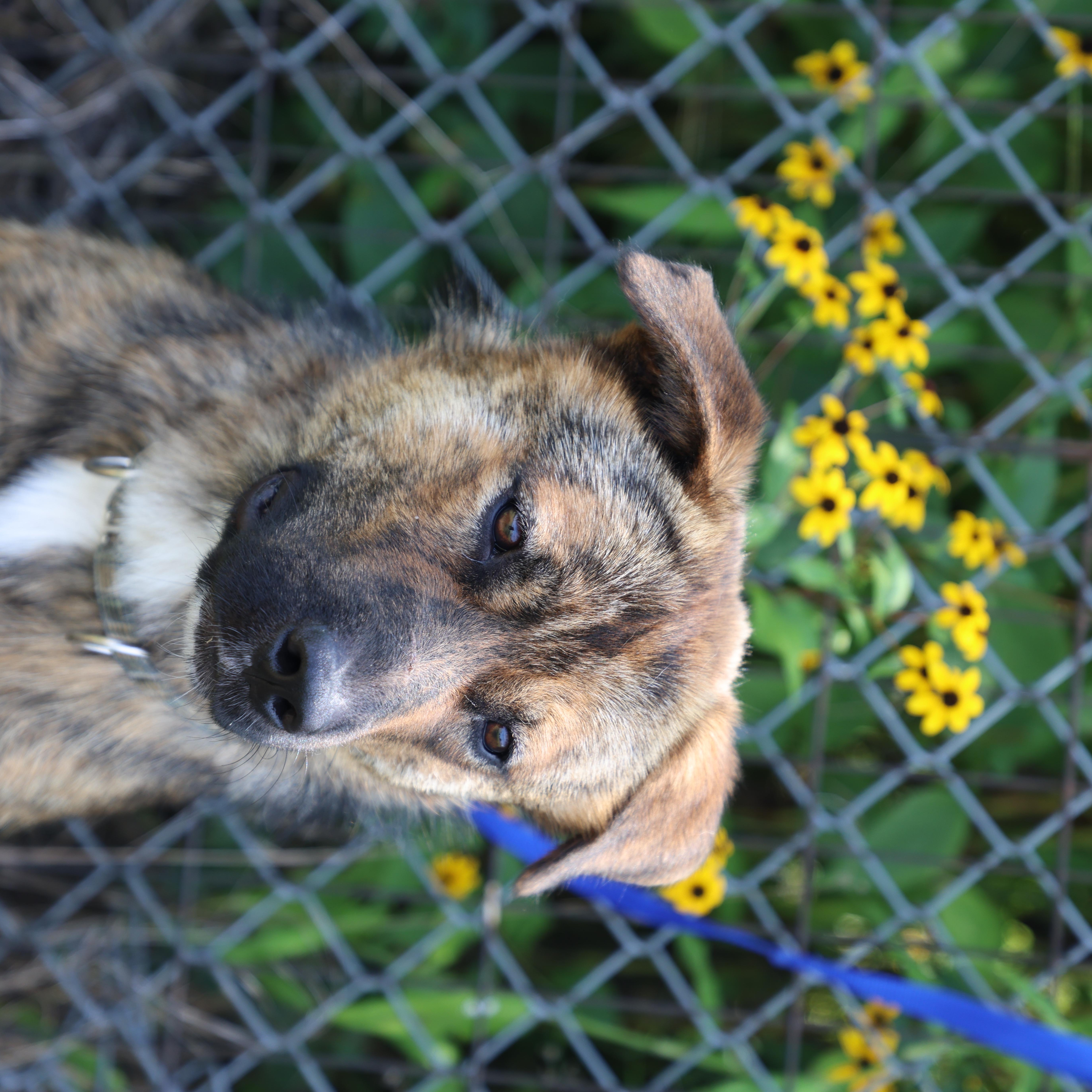 Ollie, a Adoptable mixed breed in Lewisburg, TN image 6/6