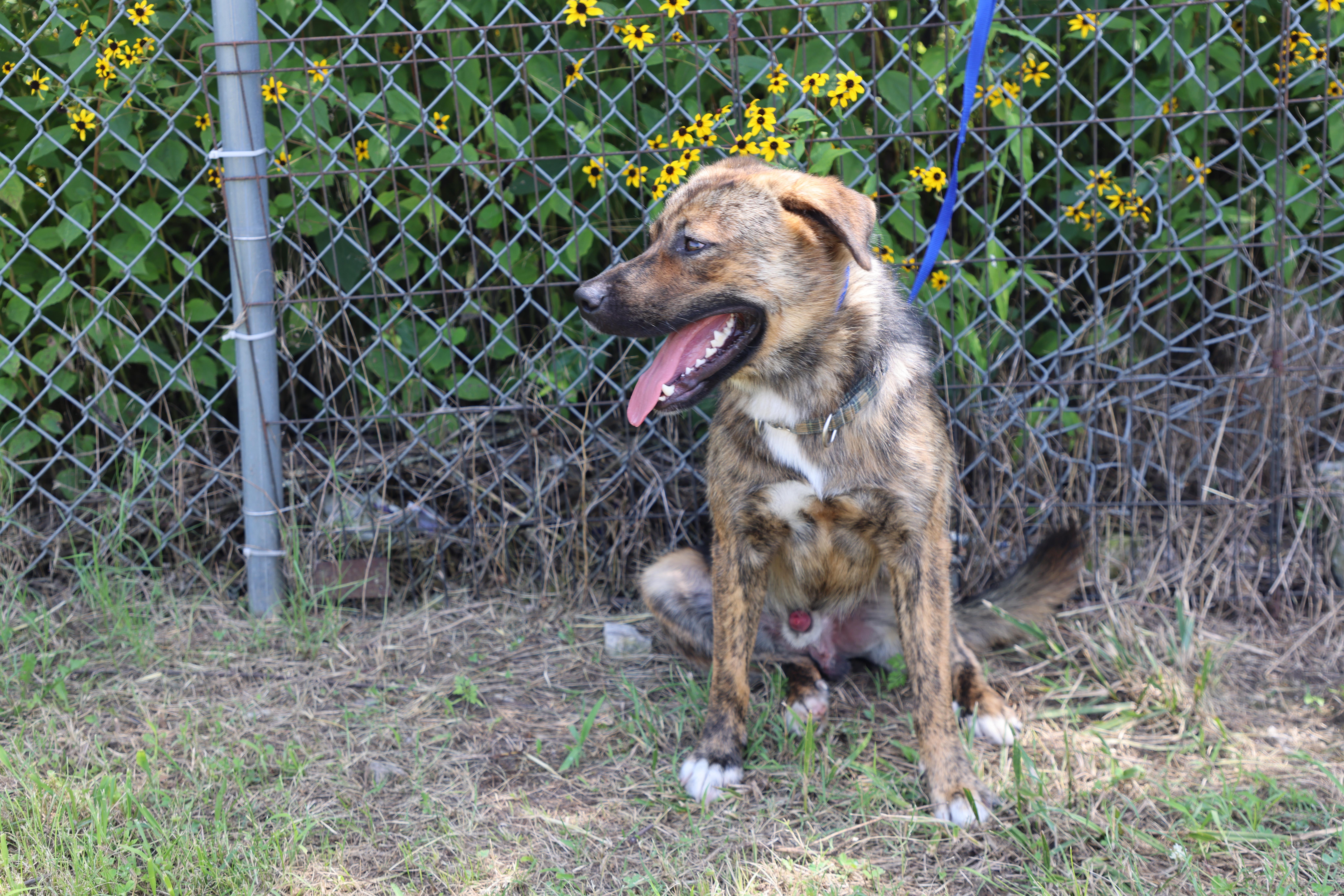 Enlarge Ollie, a Adoptable Shepherd in Lewisburg, TN image 5/6