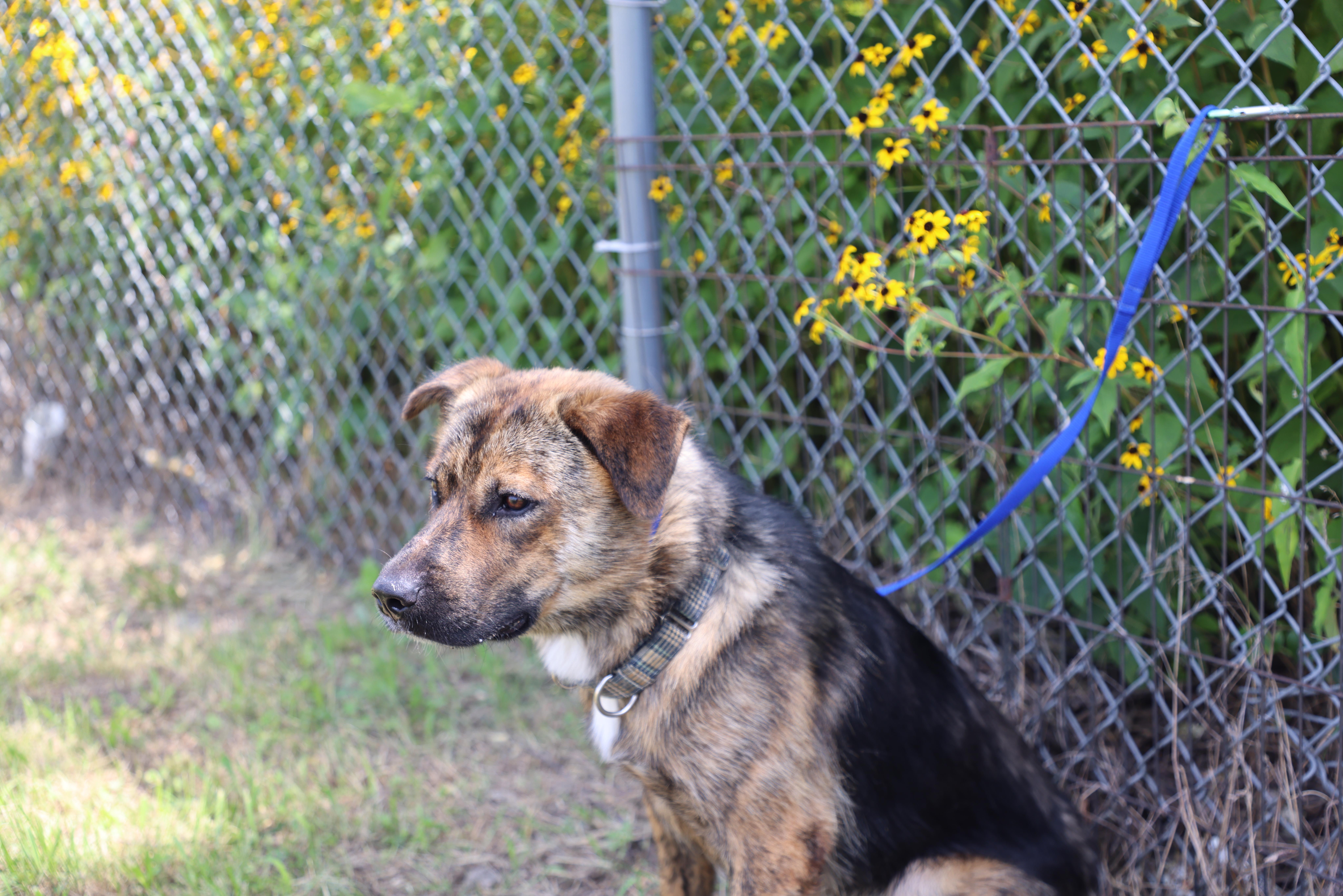 Enlarge Ollie, a Adoptable Shepherd in Lewisburg, TN image 3/6