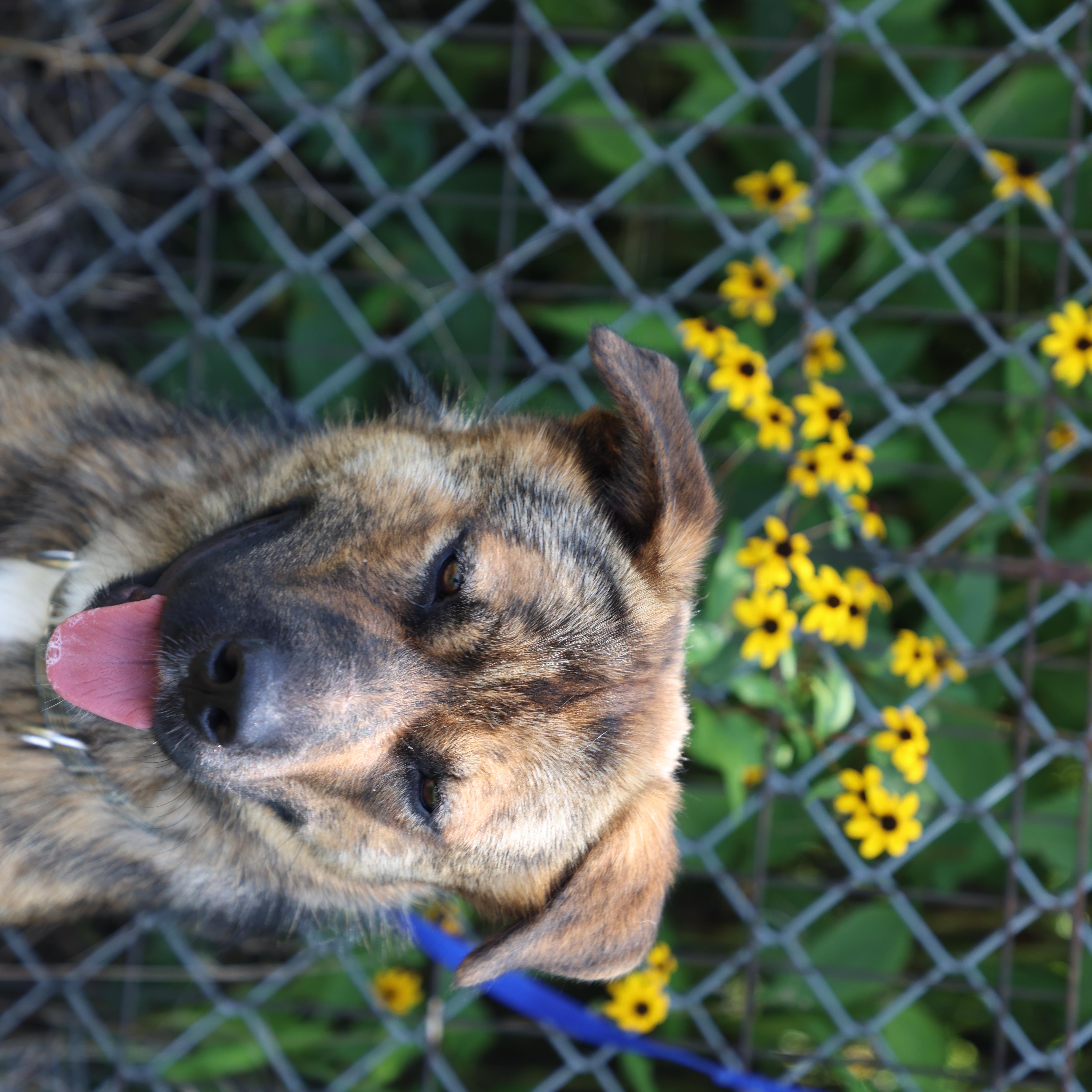 Ollie, Adoptable, Young Male Shepherd.