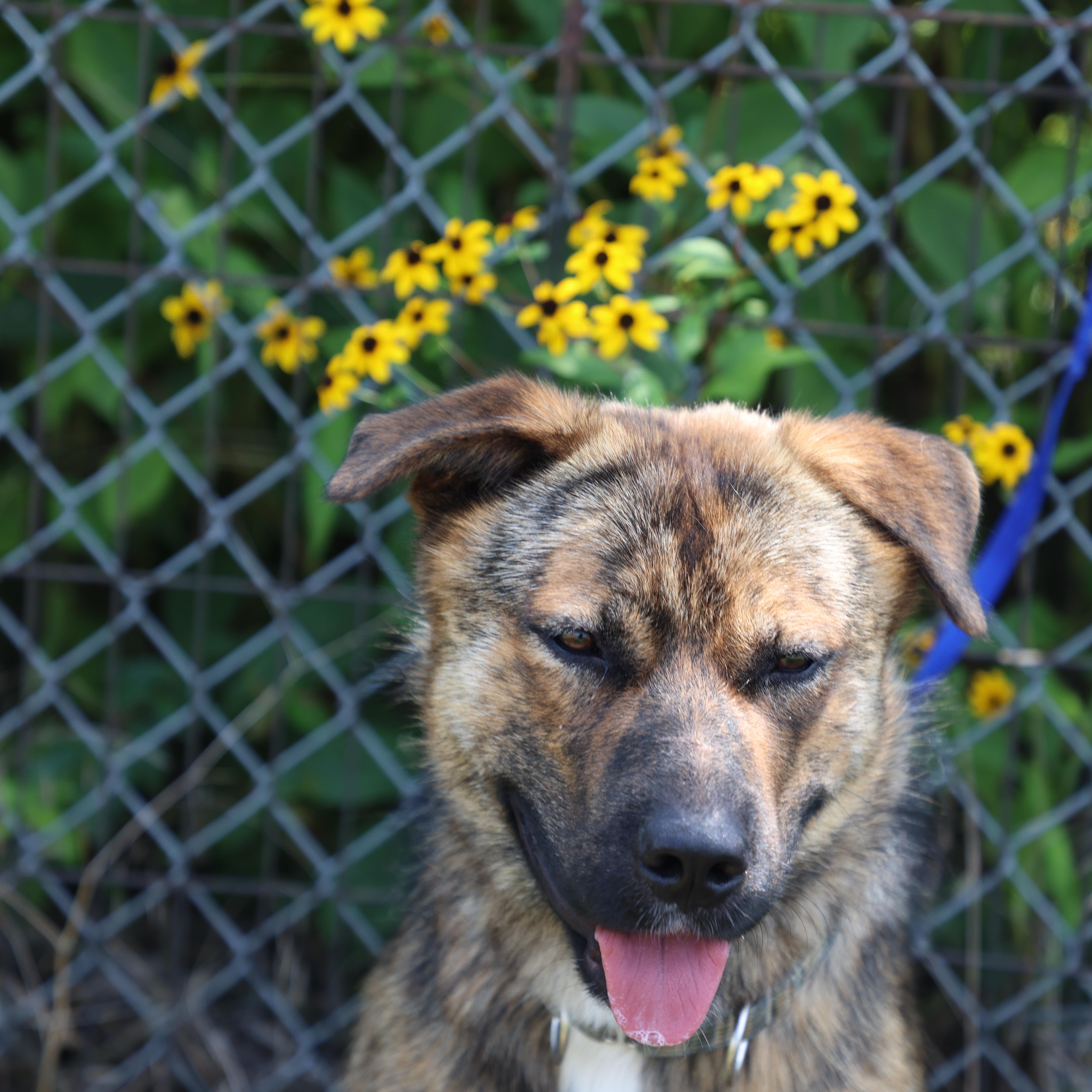 Enlarge Ollie, a Adoptable Shepherd in Lewisburg, TN image 1/6