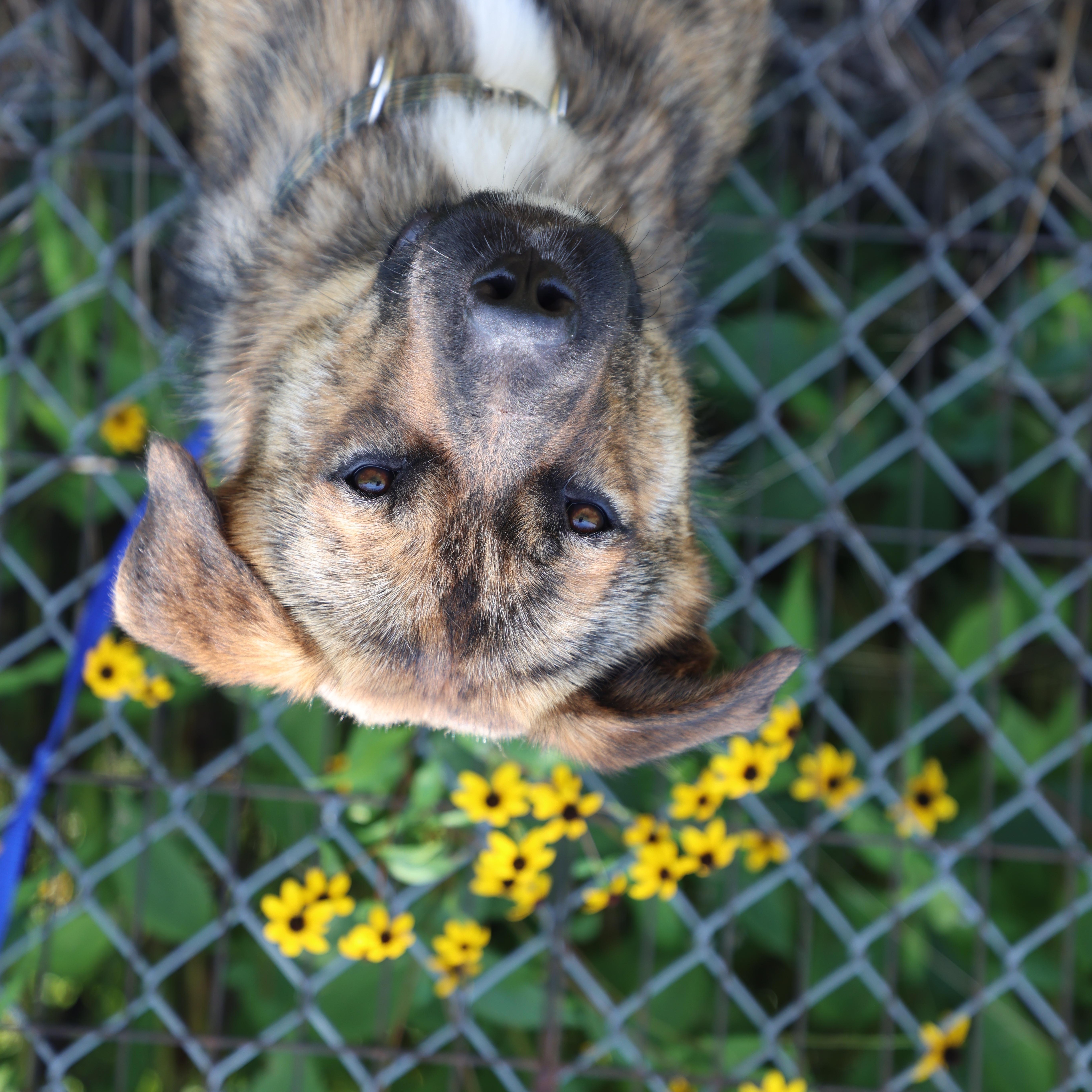 Enlarge Ollie, a Adoptable Shepherd in Lewisburg, TN image 2/6